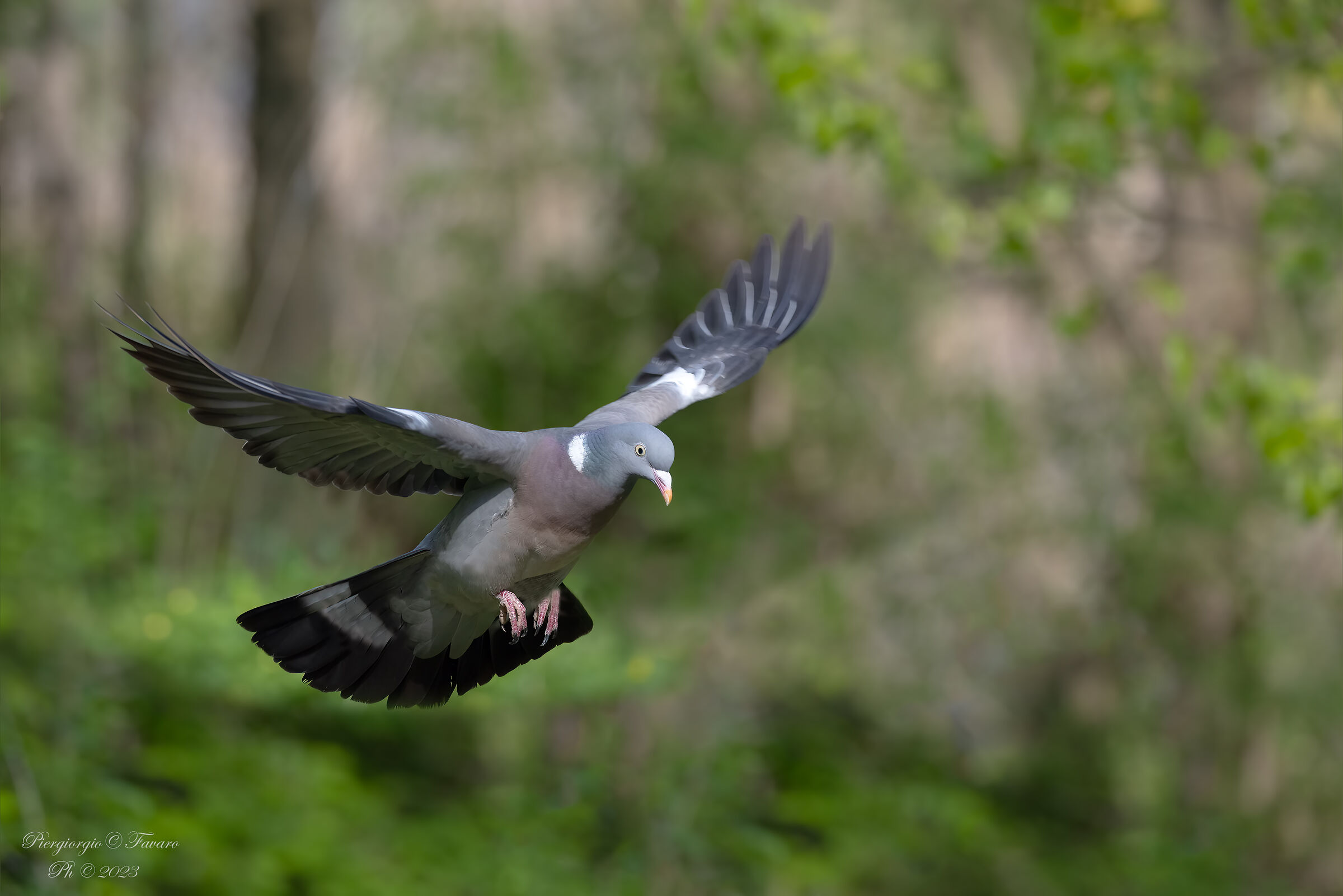 Wood pigeon