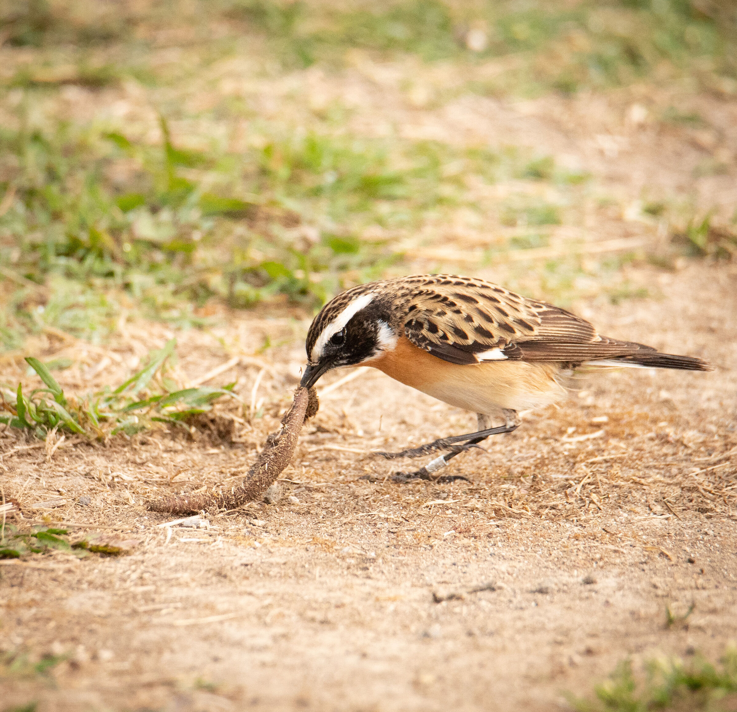 Whinchat