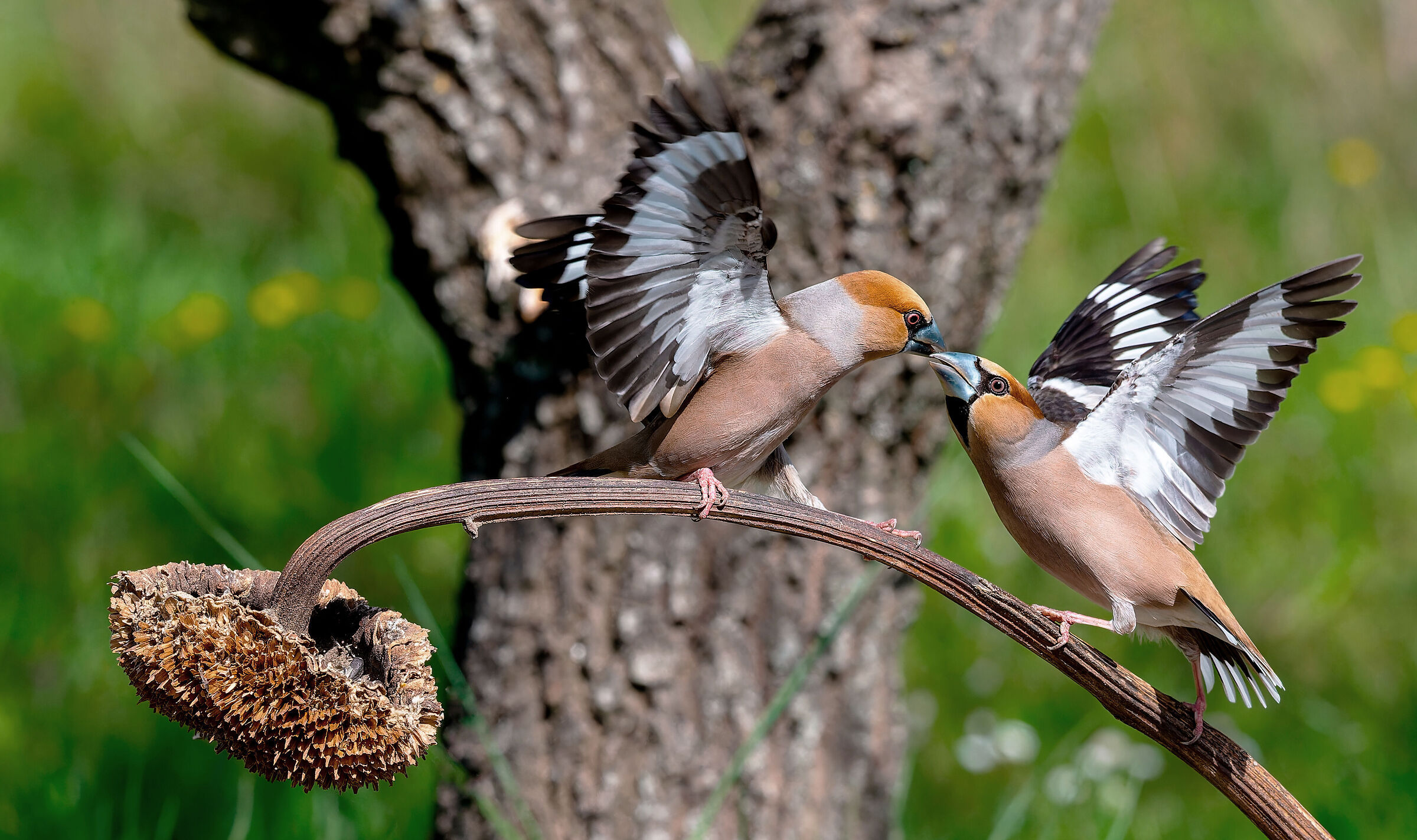 Quarrel