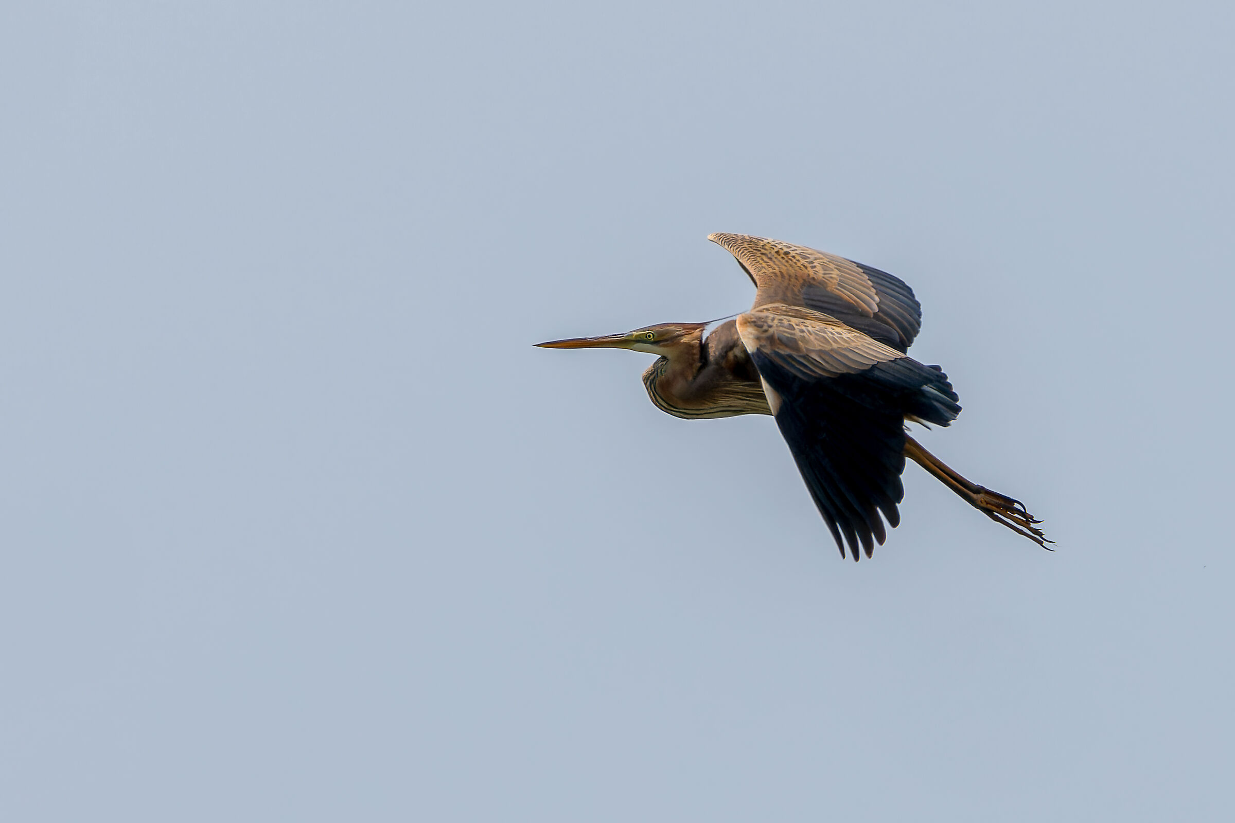 purple heron