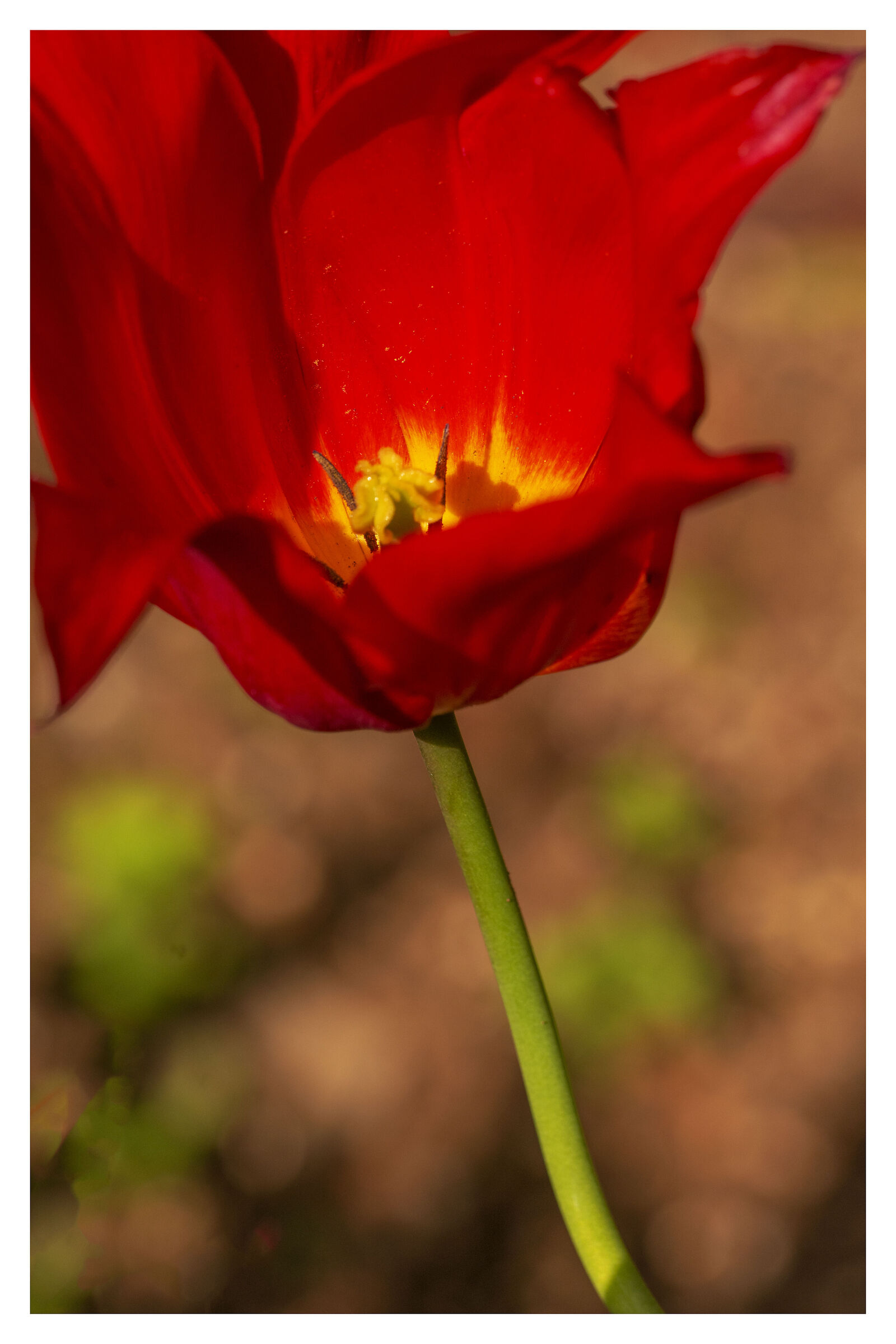 One of my tulips