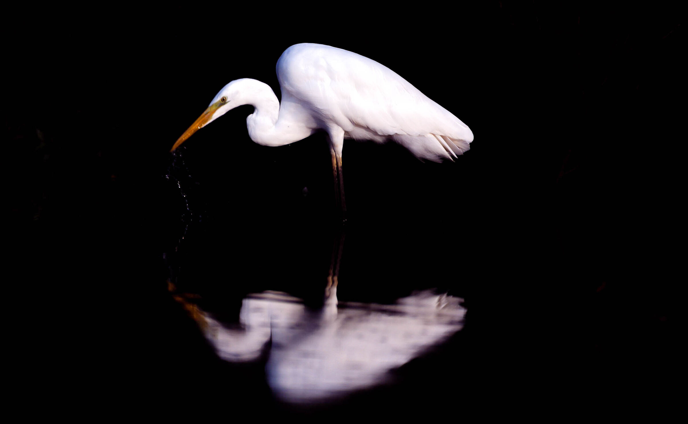 Great white heron