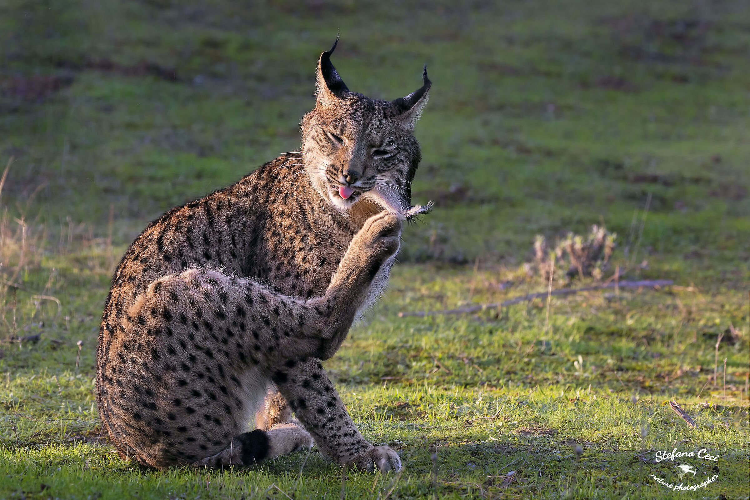 Iberian lynx male