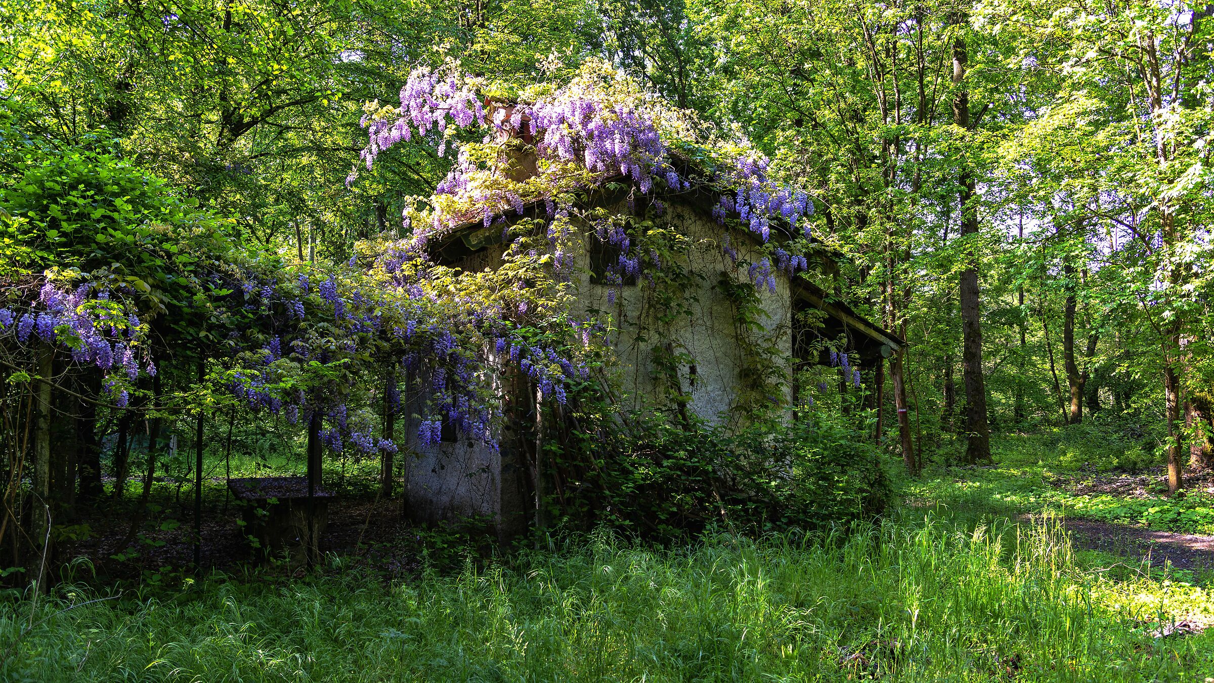 La casa nel bosco