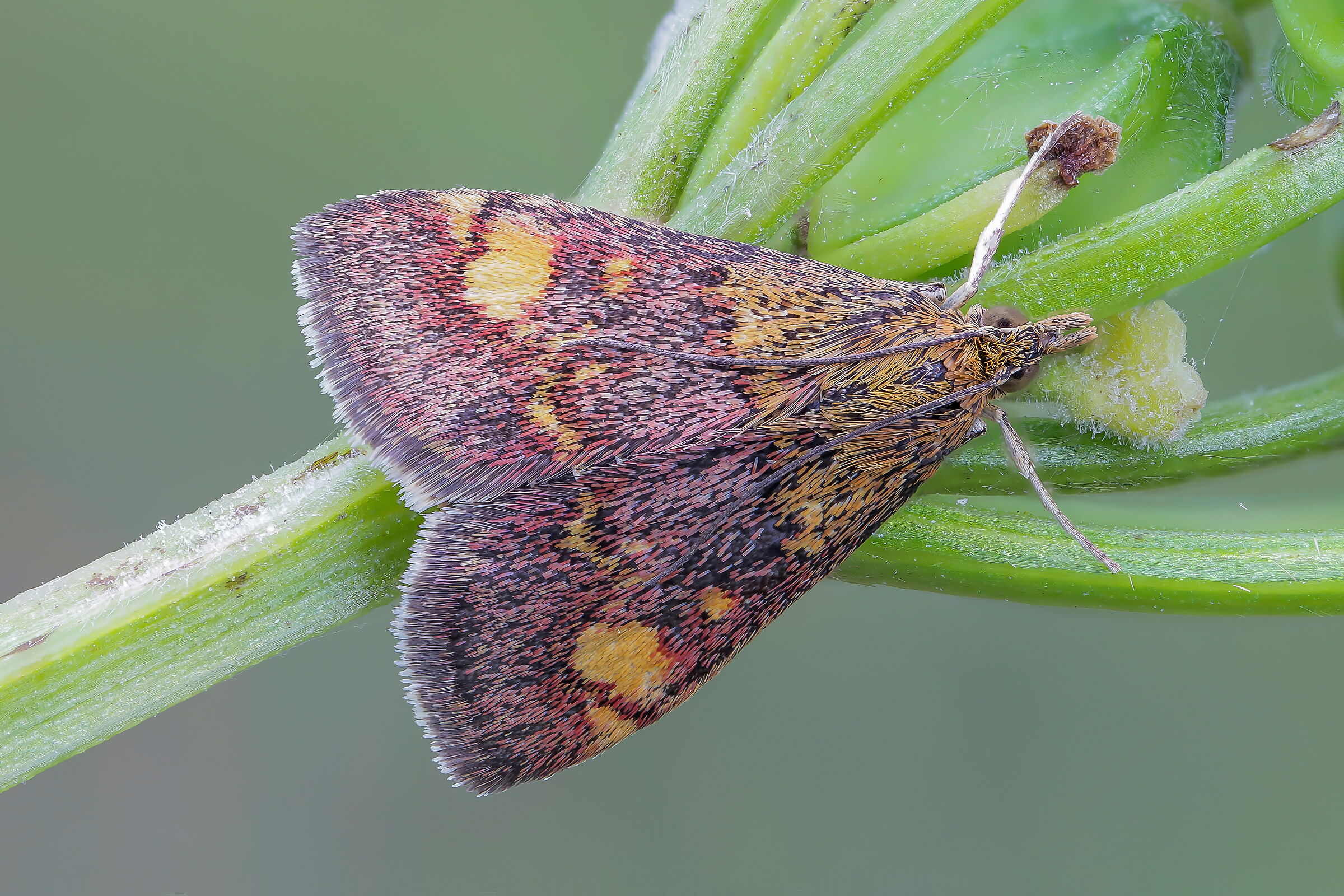 Pyrausta purpuralis