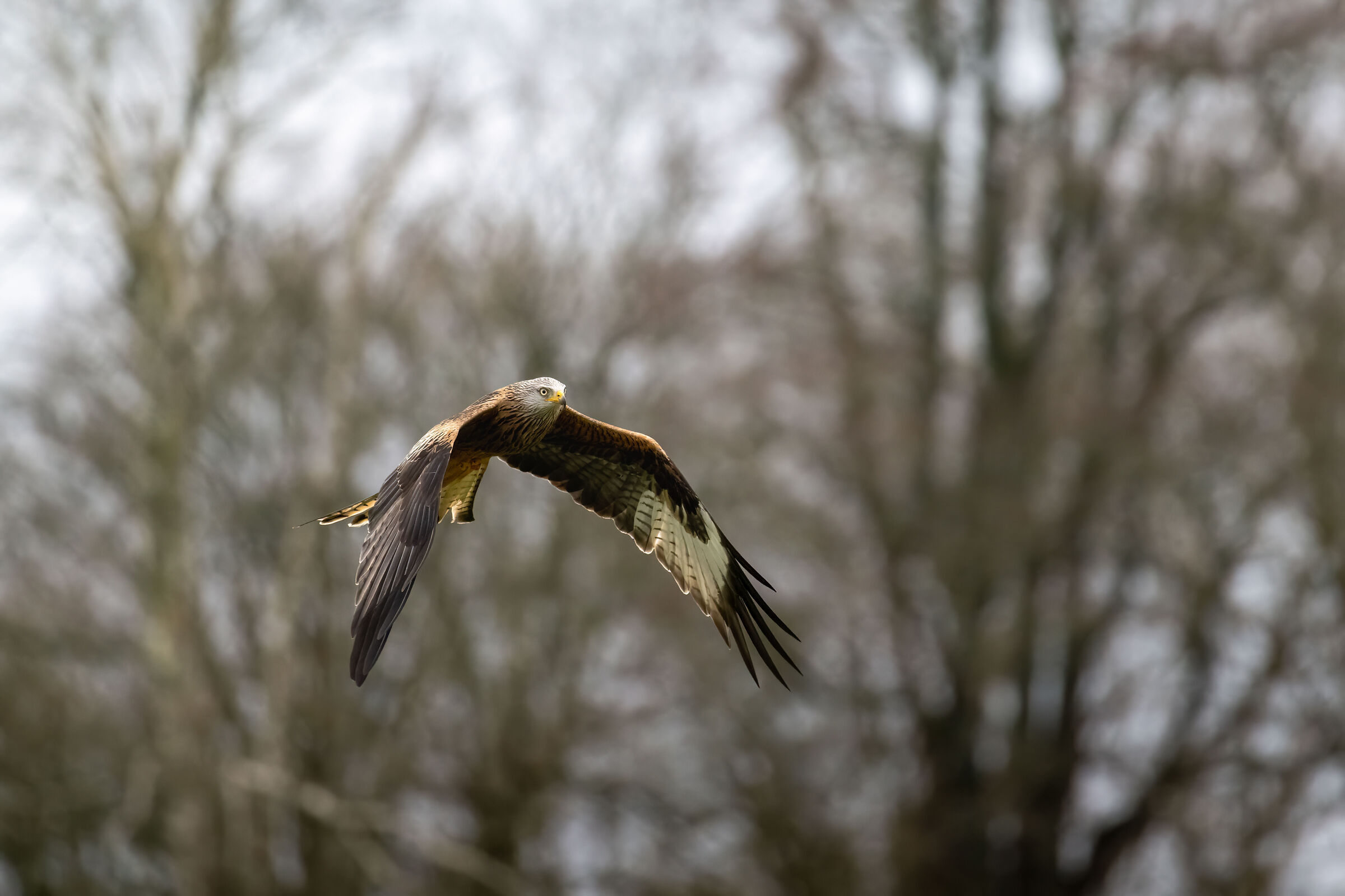 Red Kite (Milvus milvus)