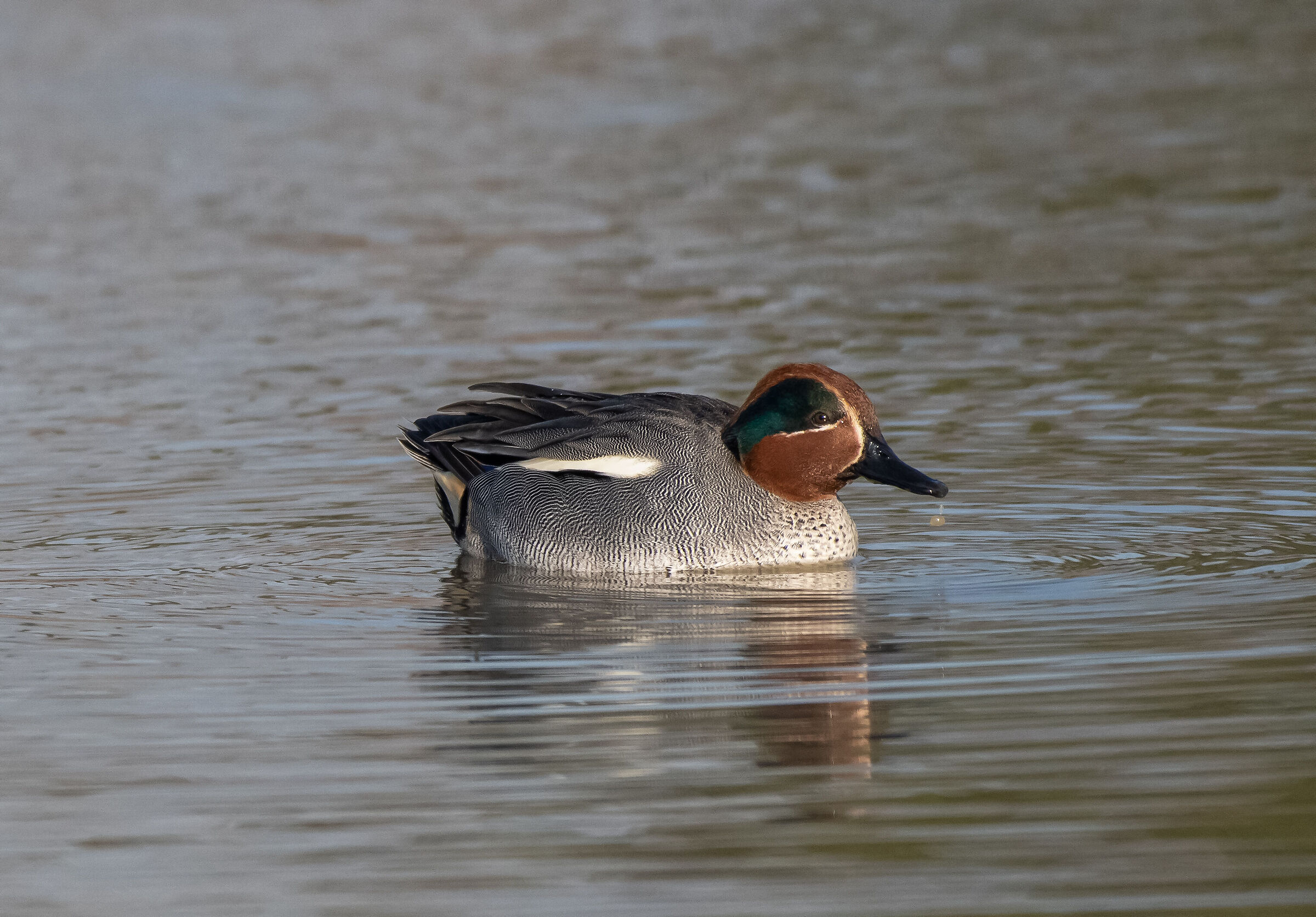 teal