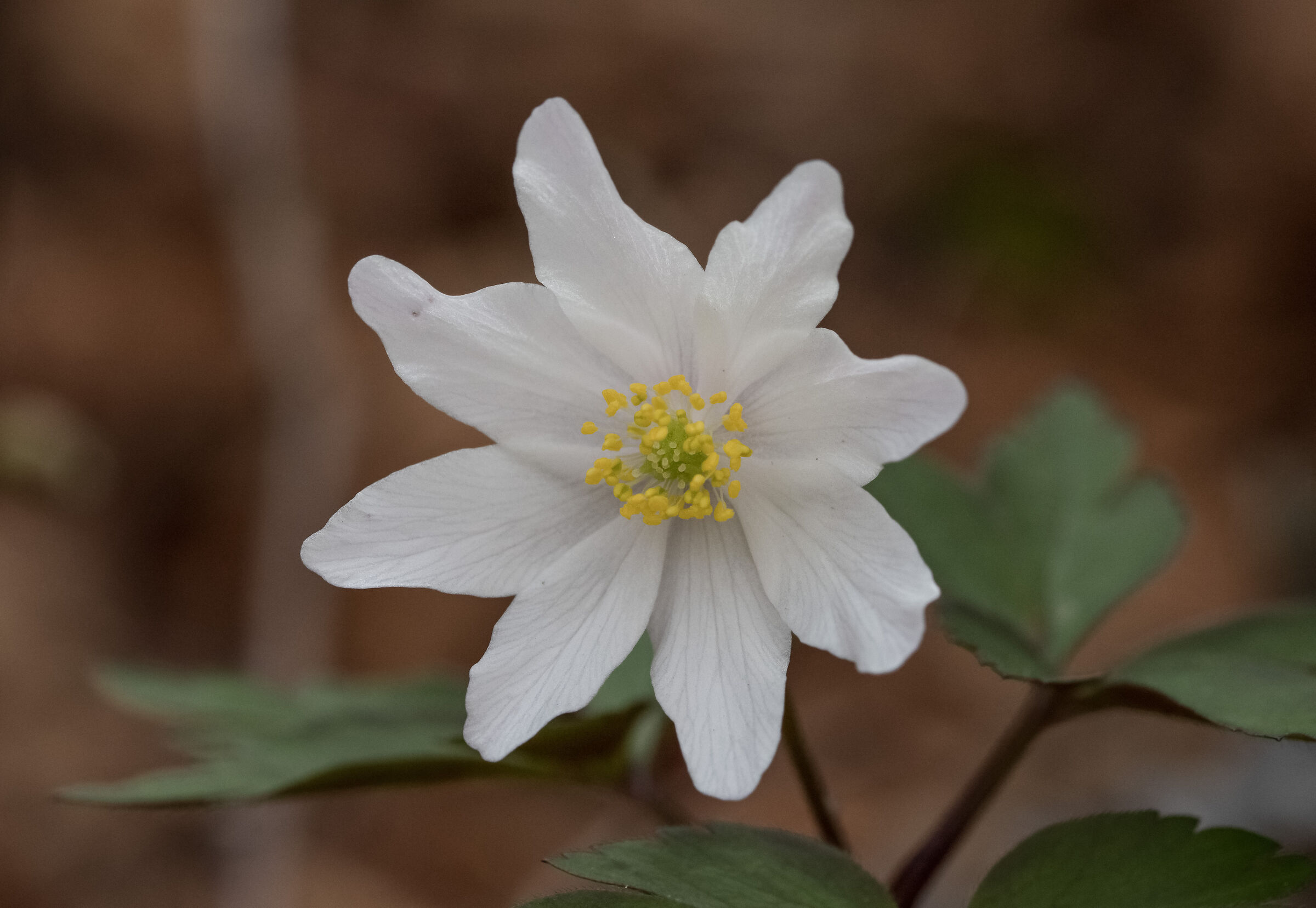Nemorosa anemone