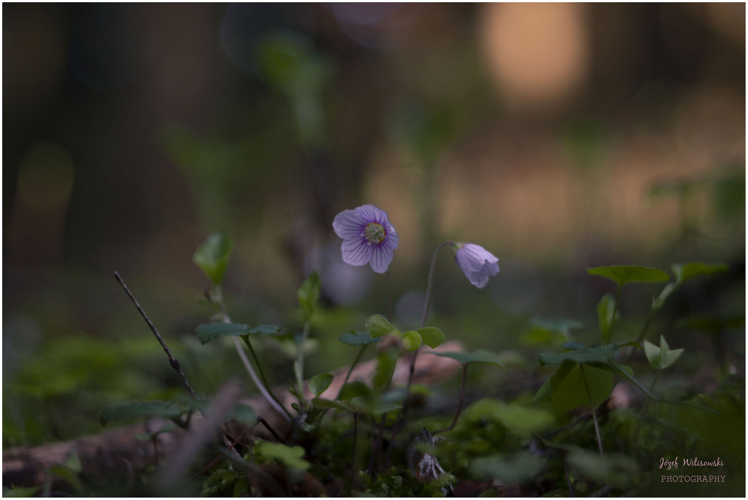 Diaplan 80/2,8 modificato