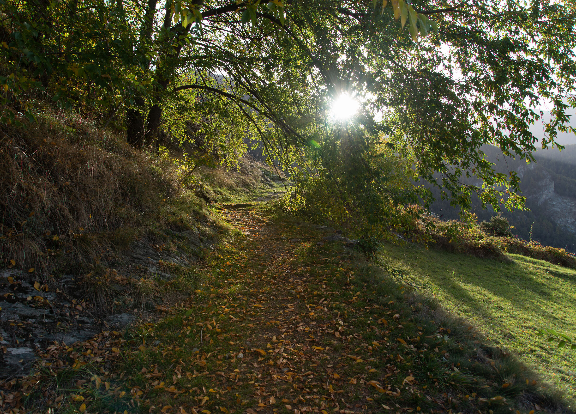 Path in the woods