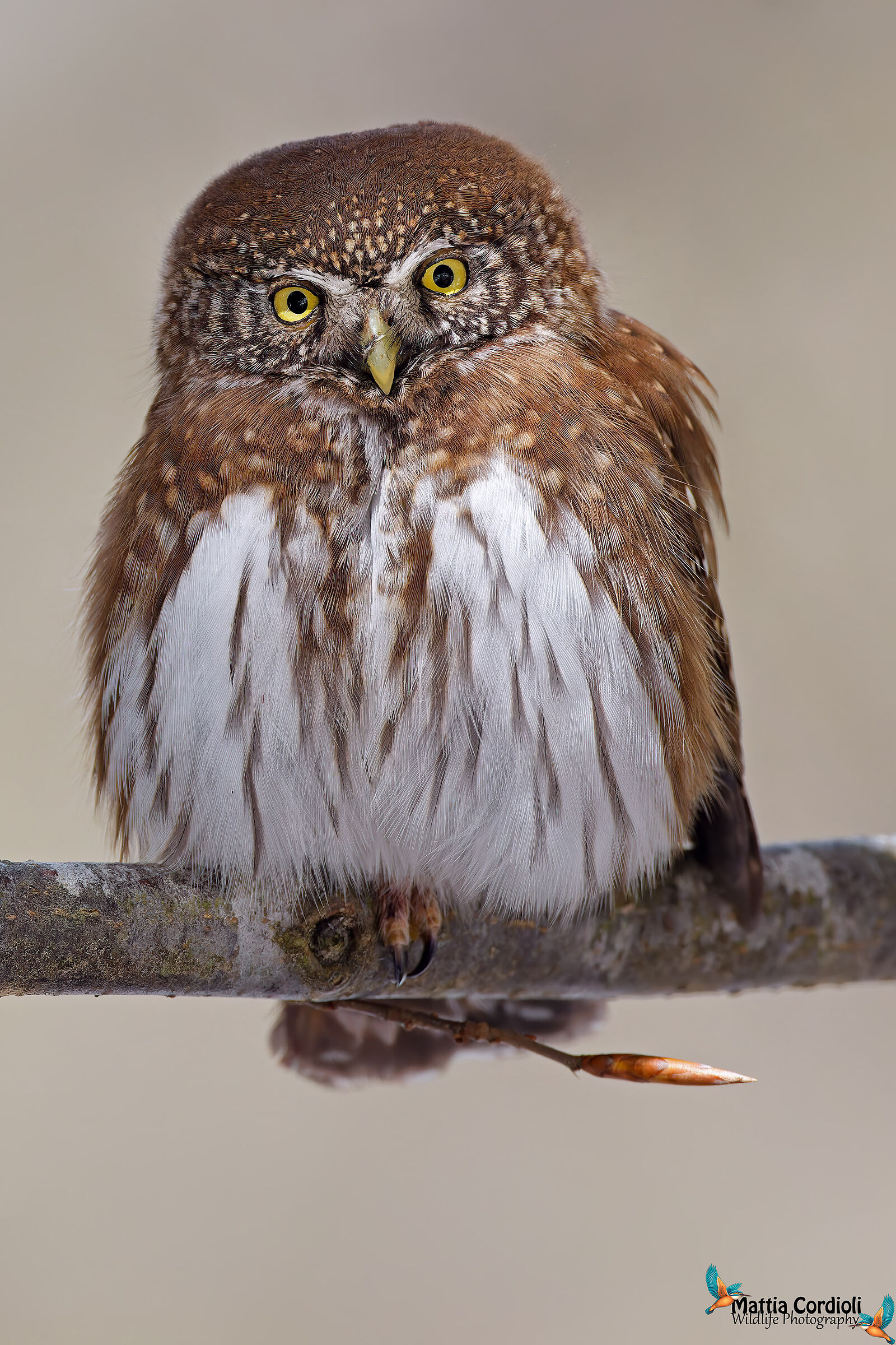 Dwarf Owl