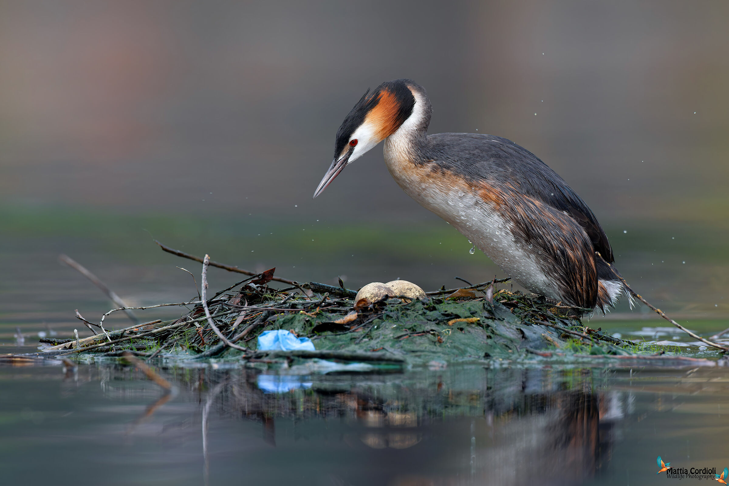 Grebe at the nest