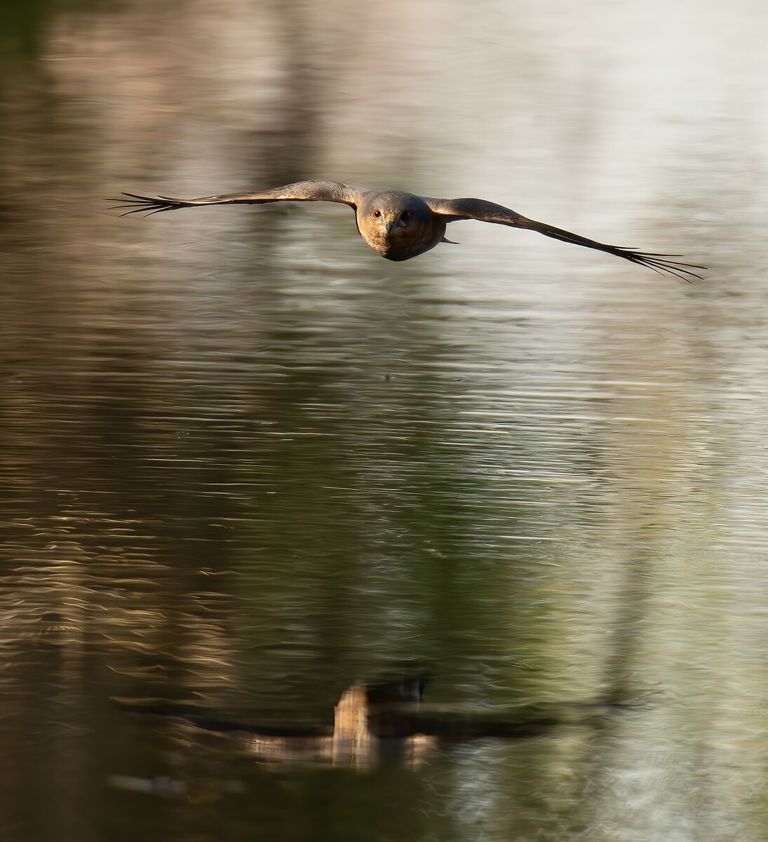 Sparviere a caccia…