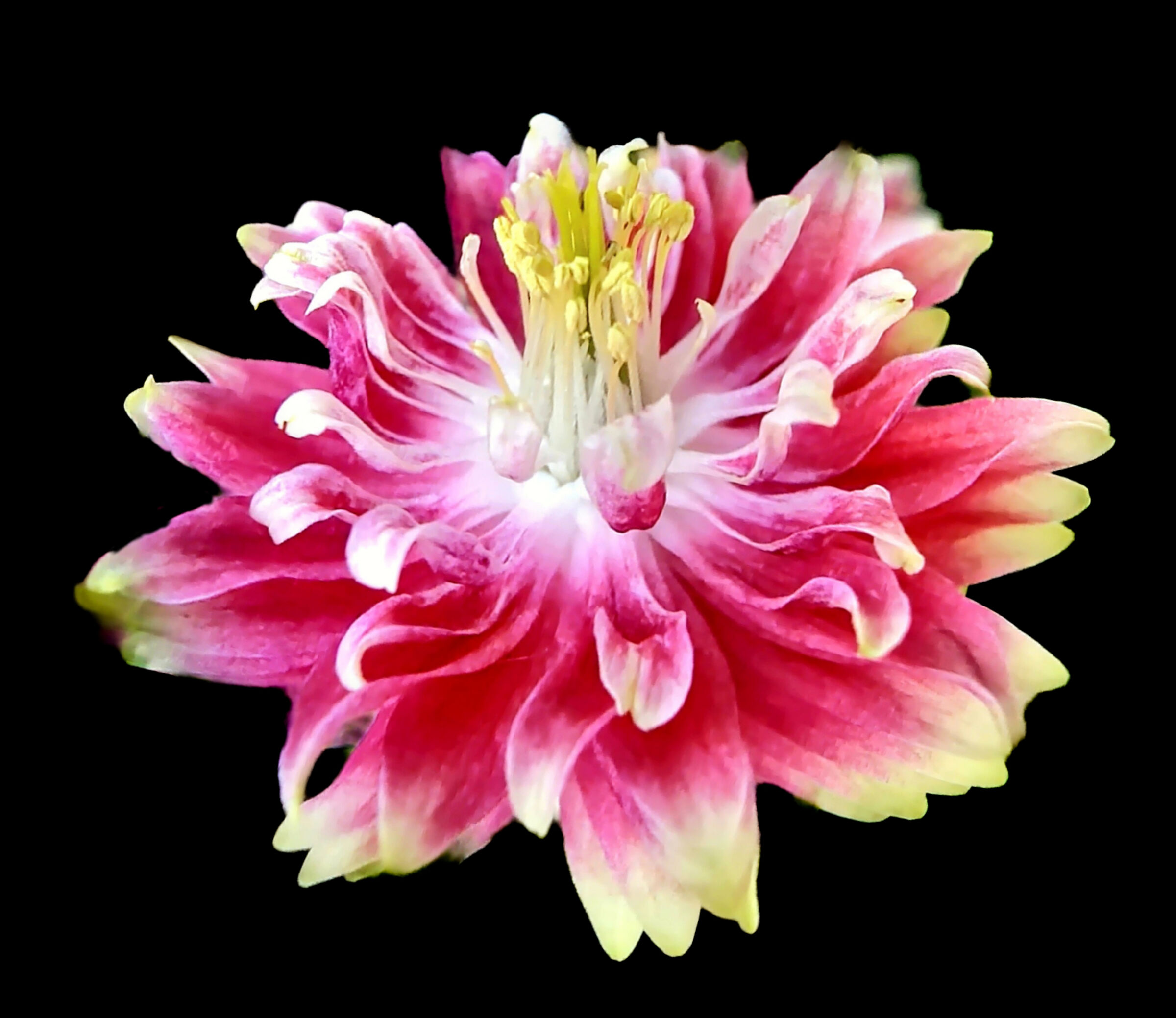 Aquilegia Nora Barlow