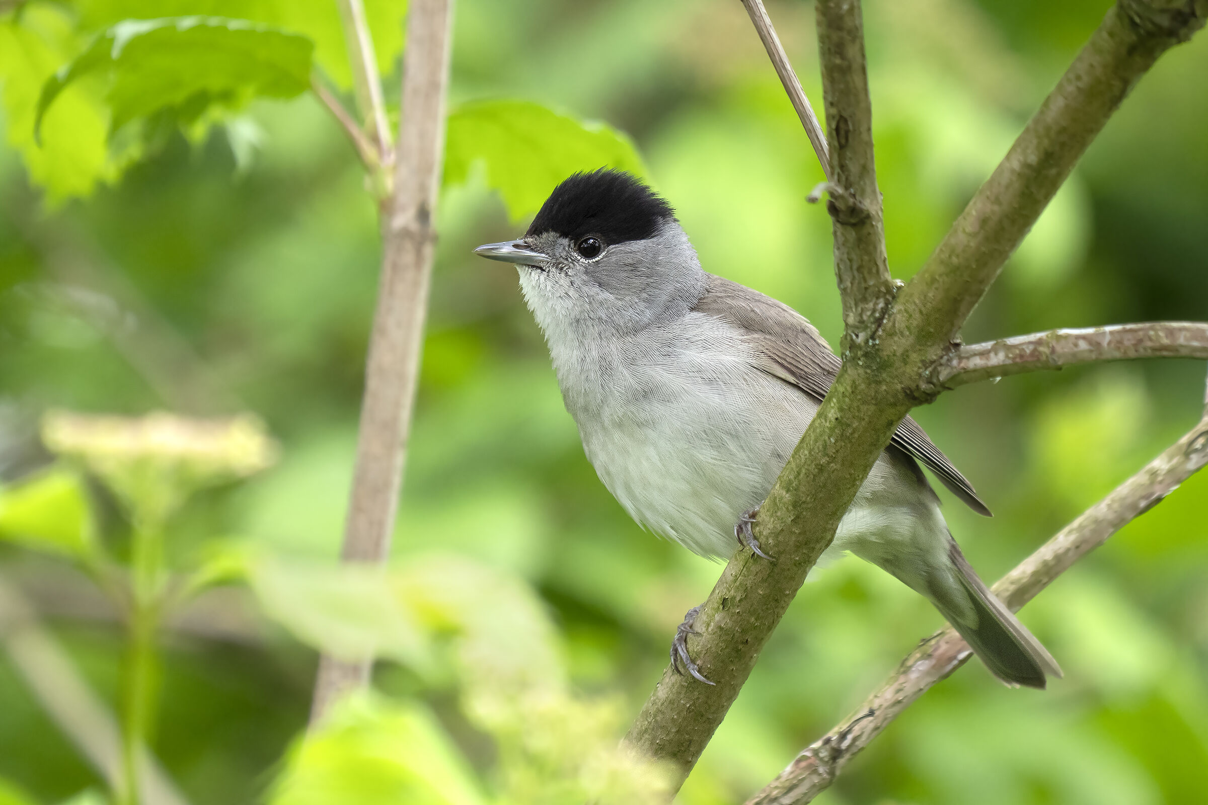 Sylvia atricapilla