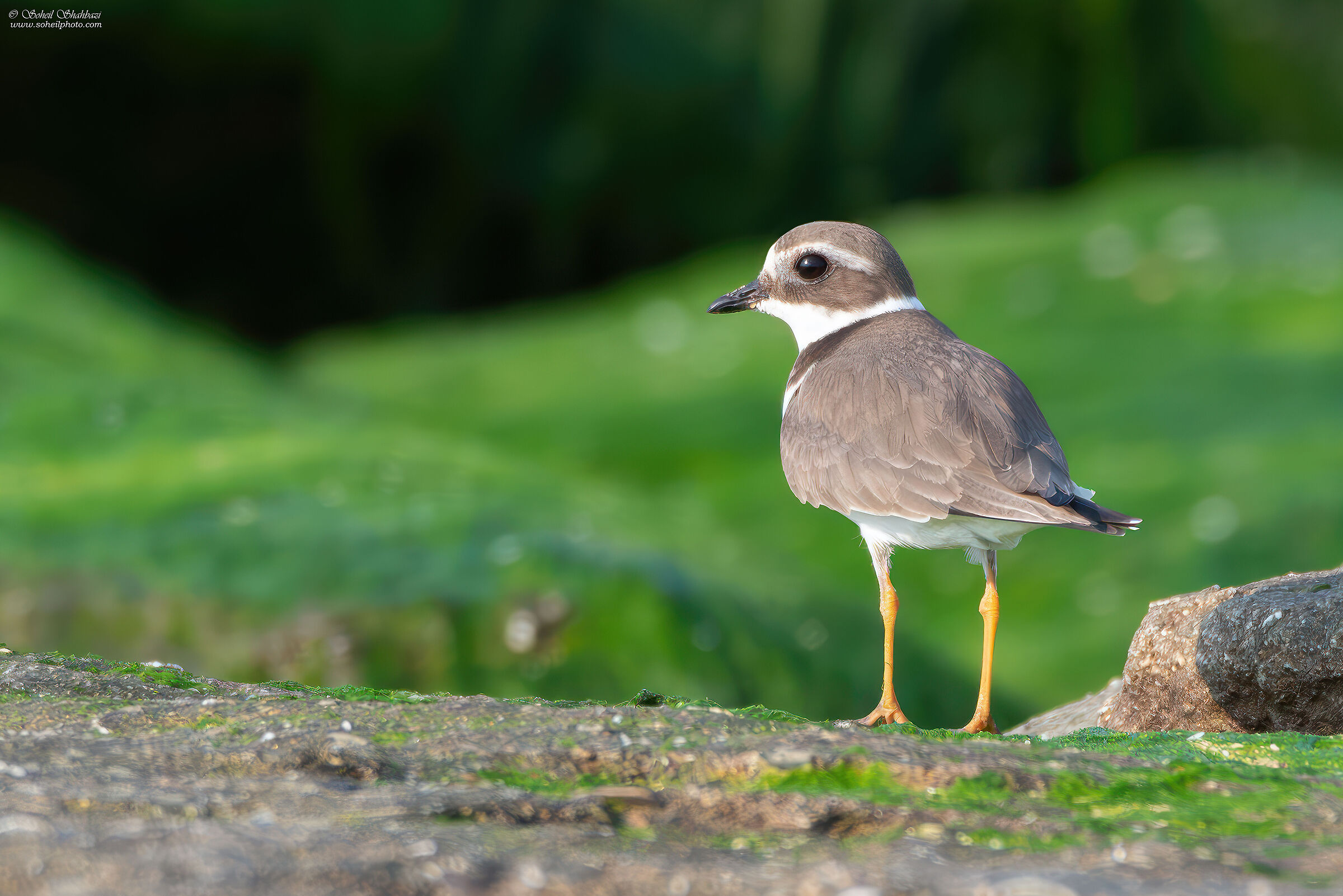 Piviere di sabbia minore