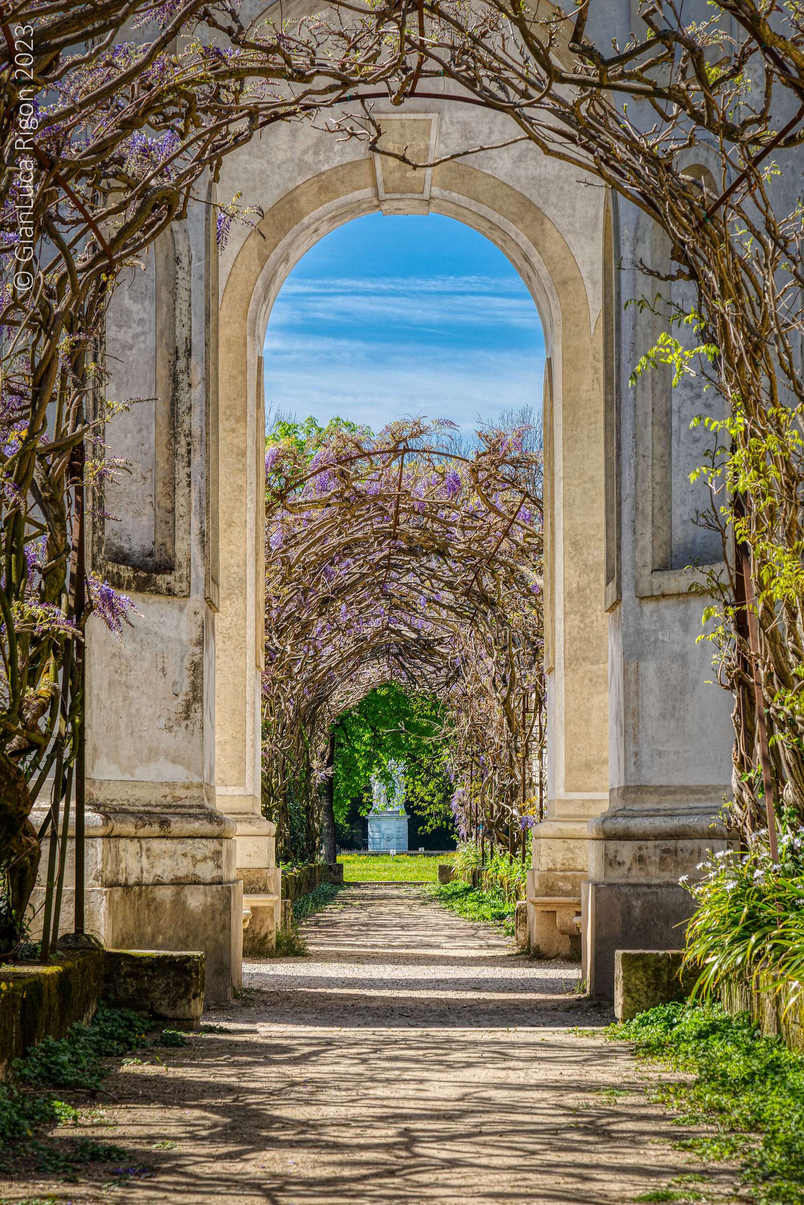 Wisteria in Villa