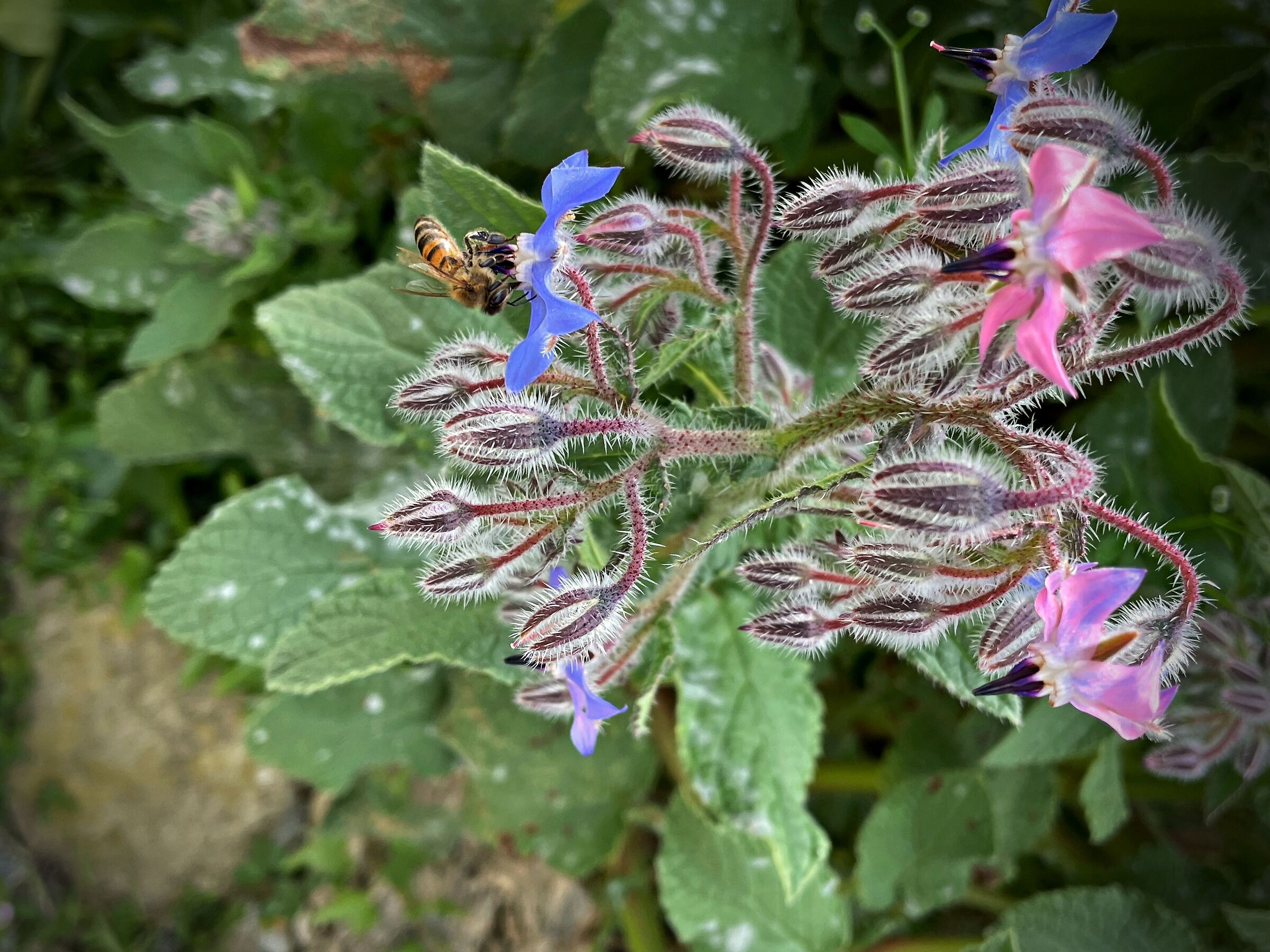 Borago officinalis