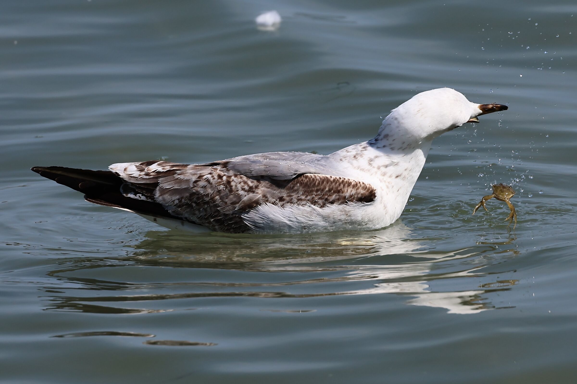 Gabbiano che perde la preda