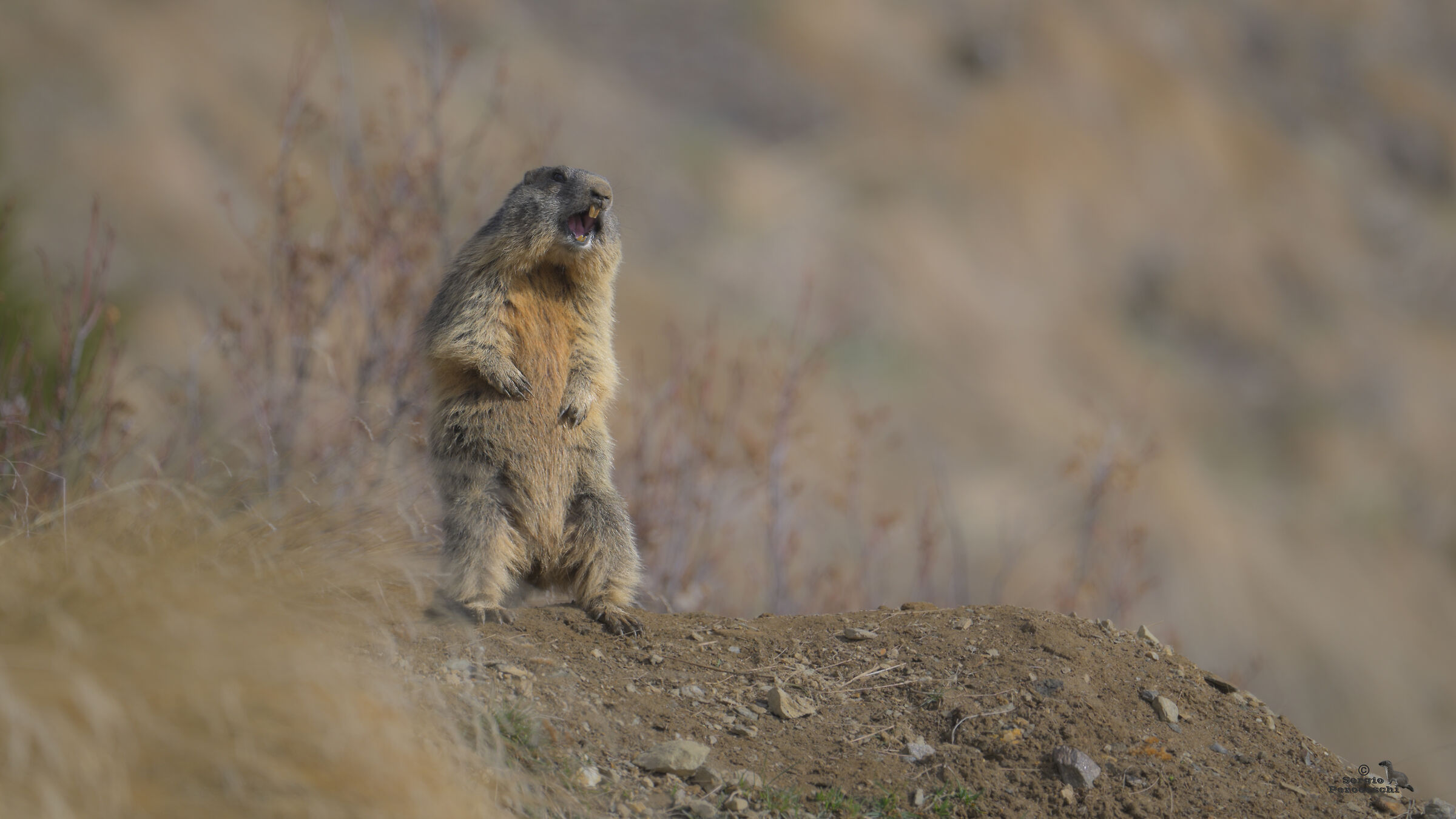 Commitment to the whistle