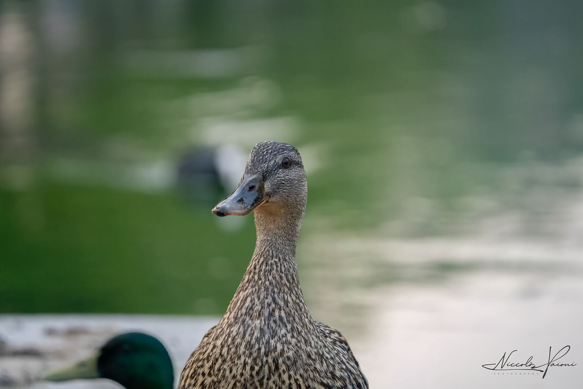 Untitled Photo