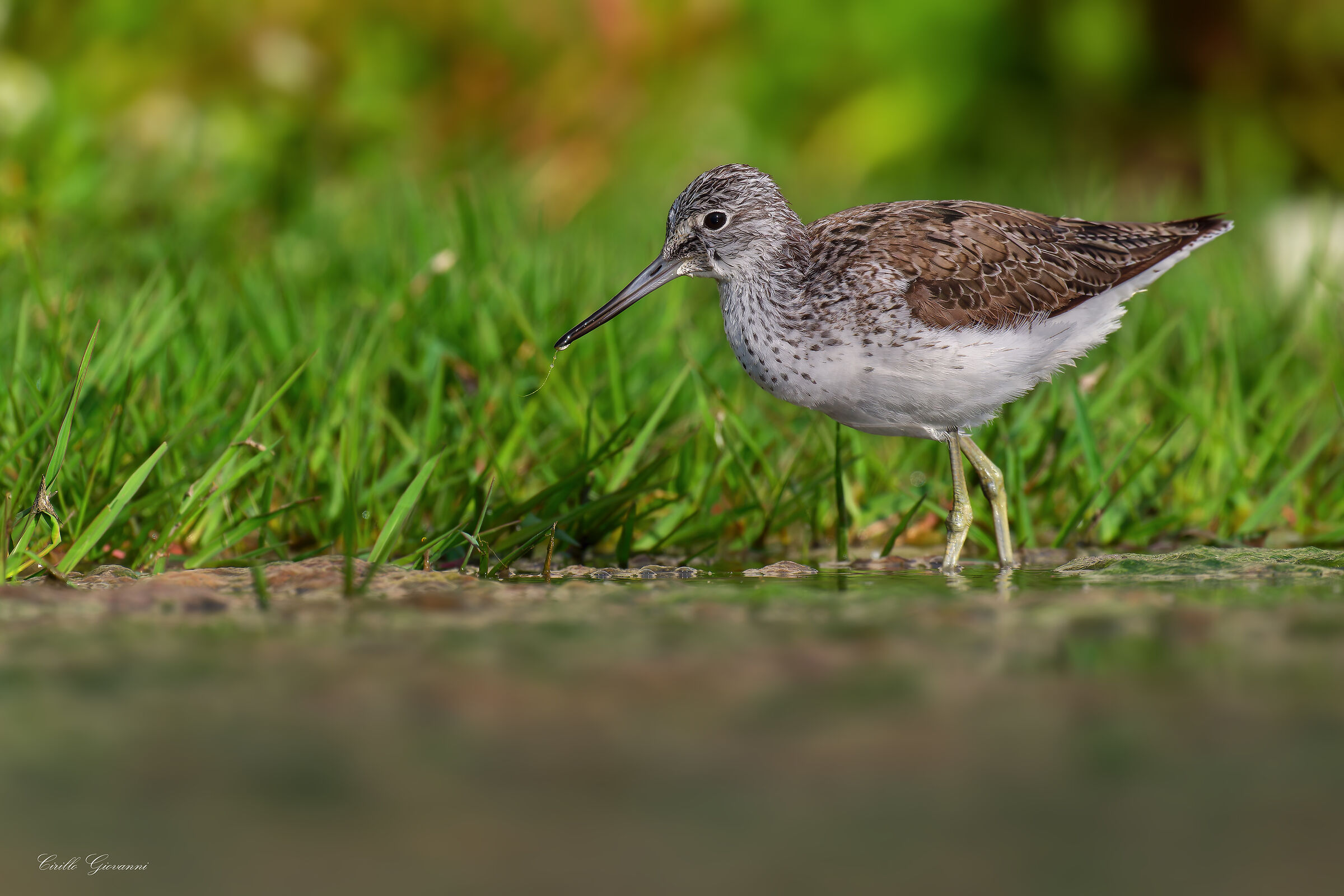 GREENSHANK