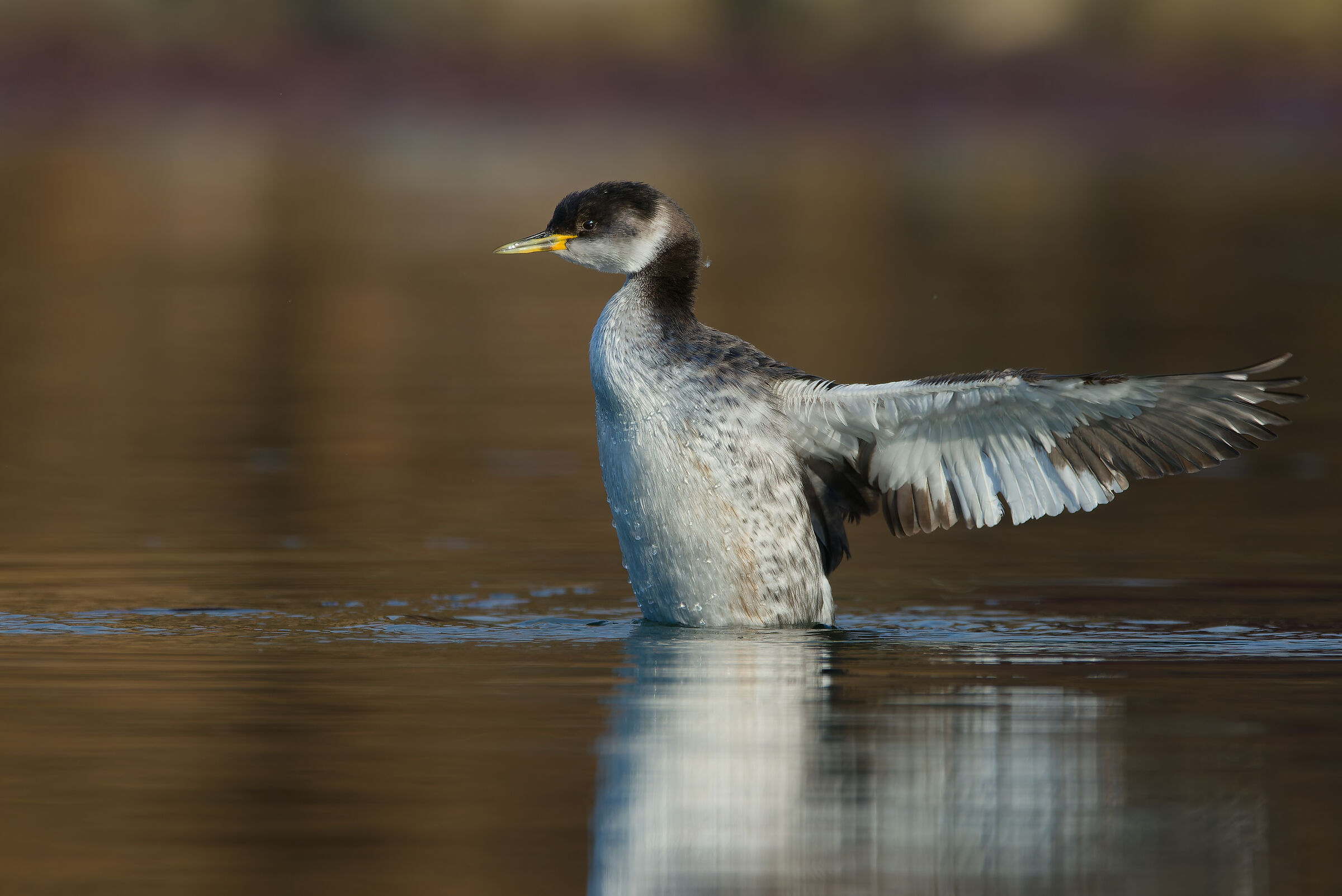REDNECK GREBE