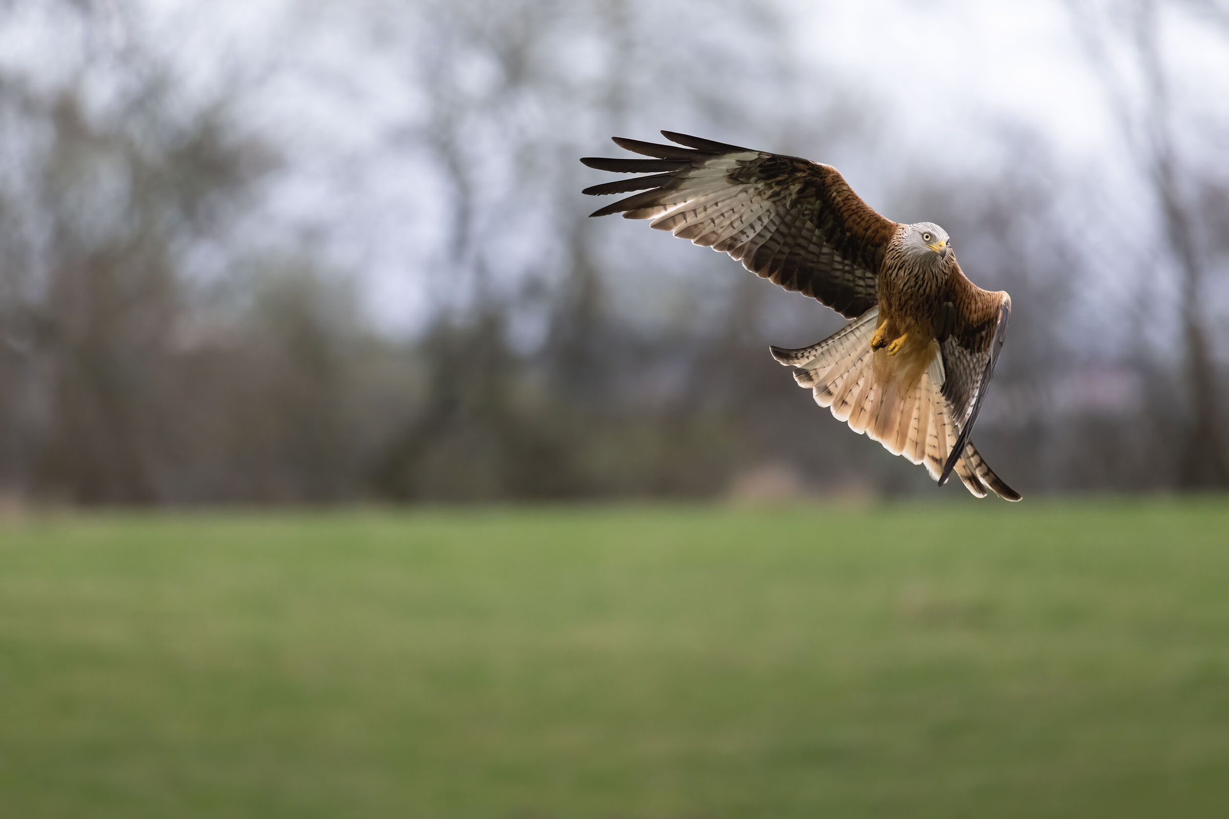 Red Kite (Milvus milvus)