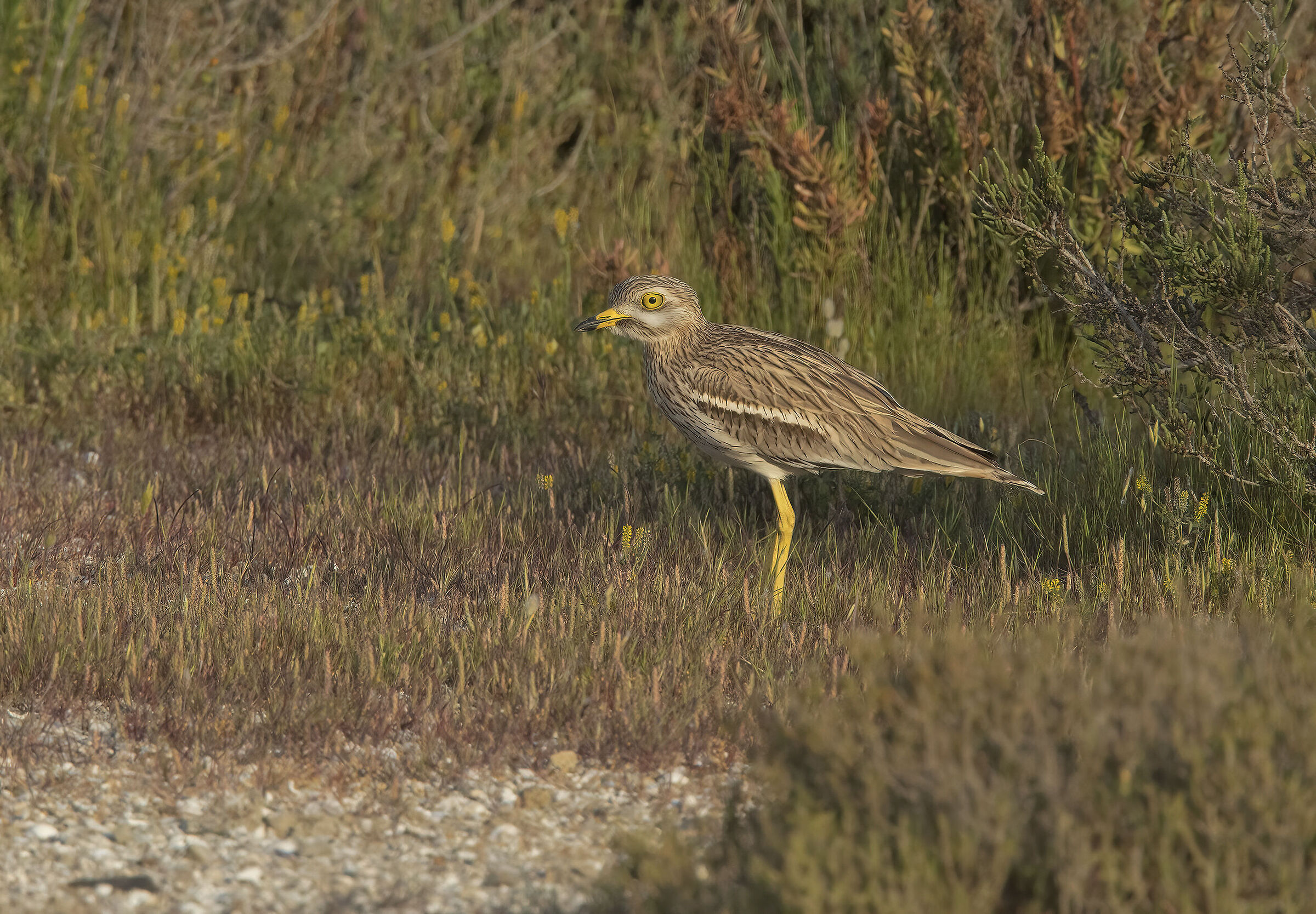 occhione ....dal kilometro
