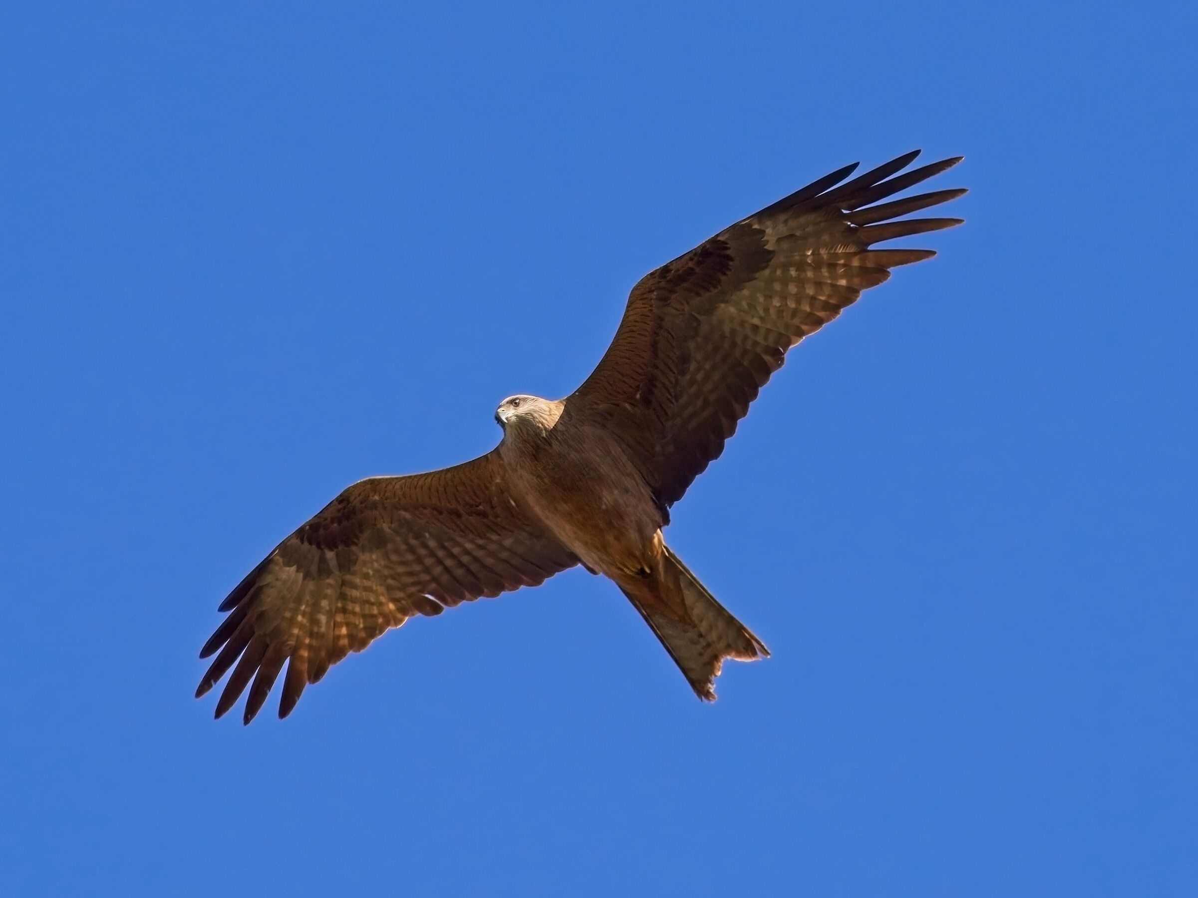 Black kite