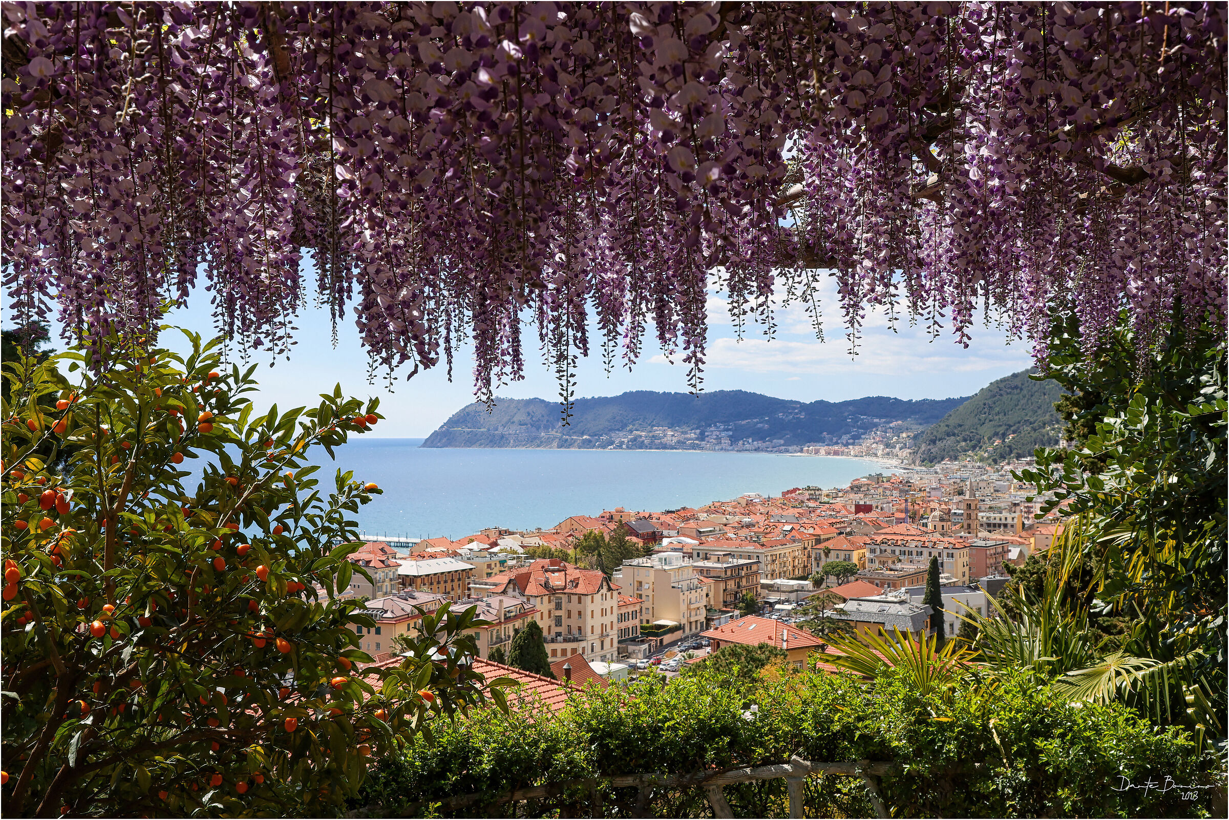 The Wisteria of Alassio
