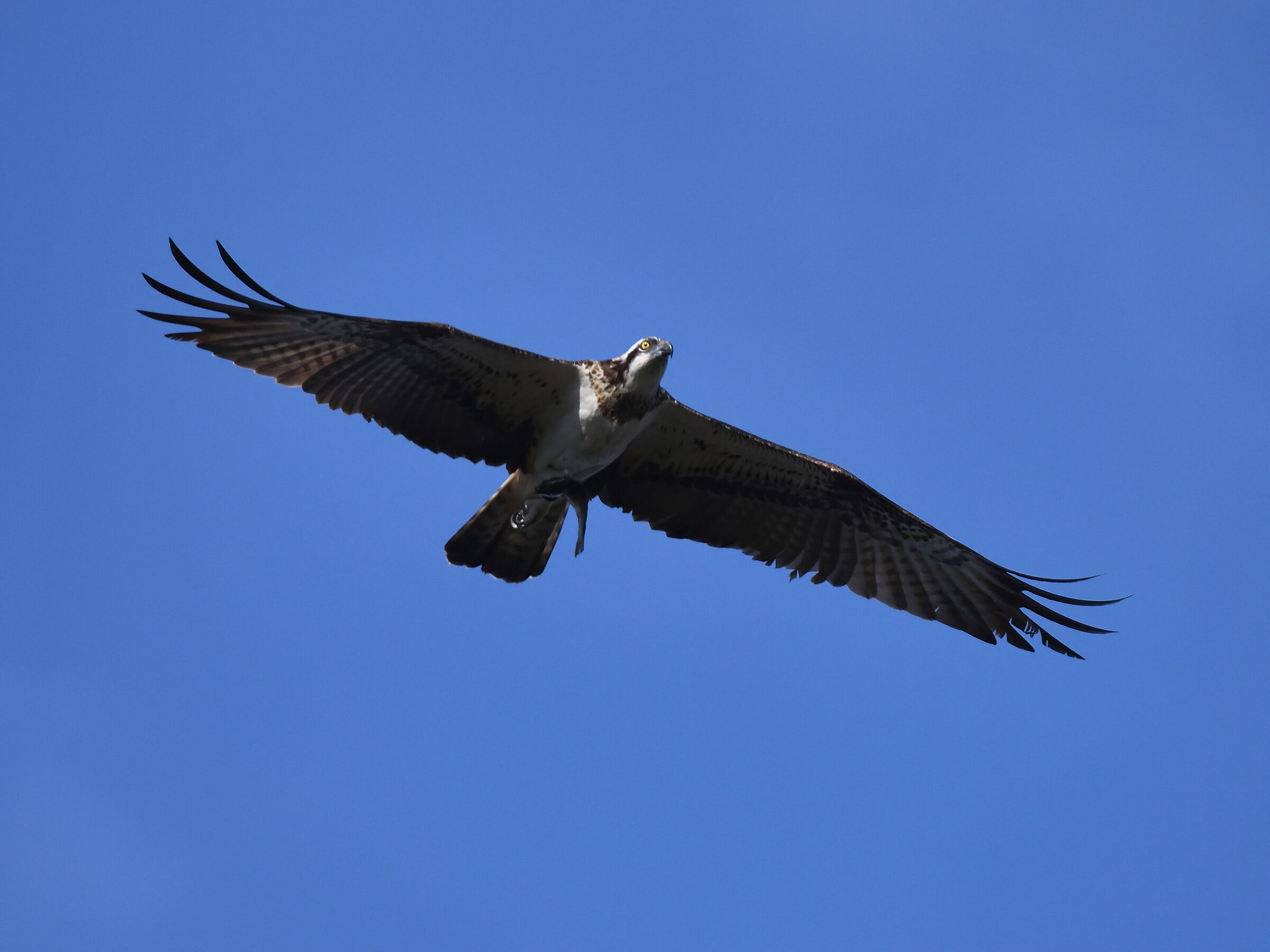Osprey with prey