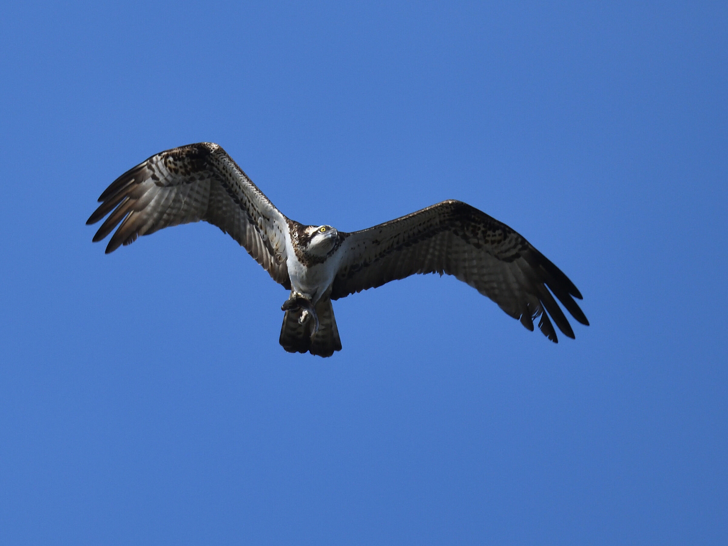 Osprey with prey