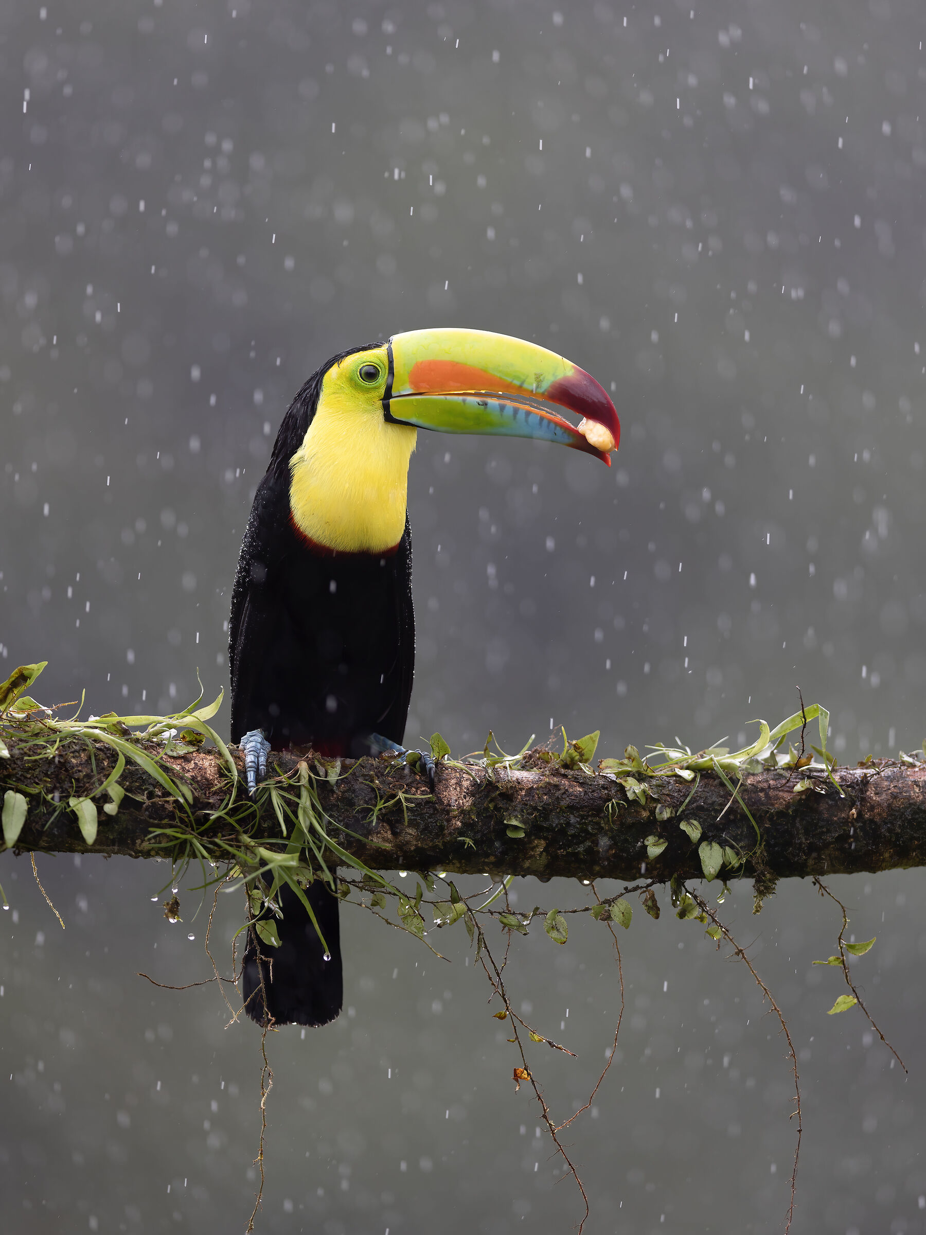 toucan in the rain