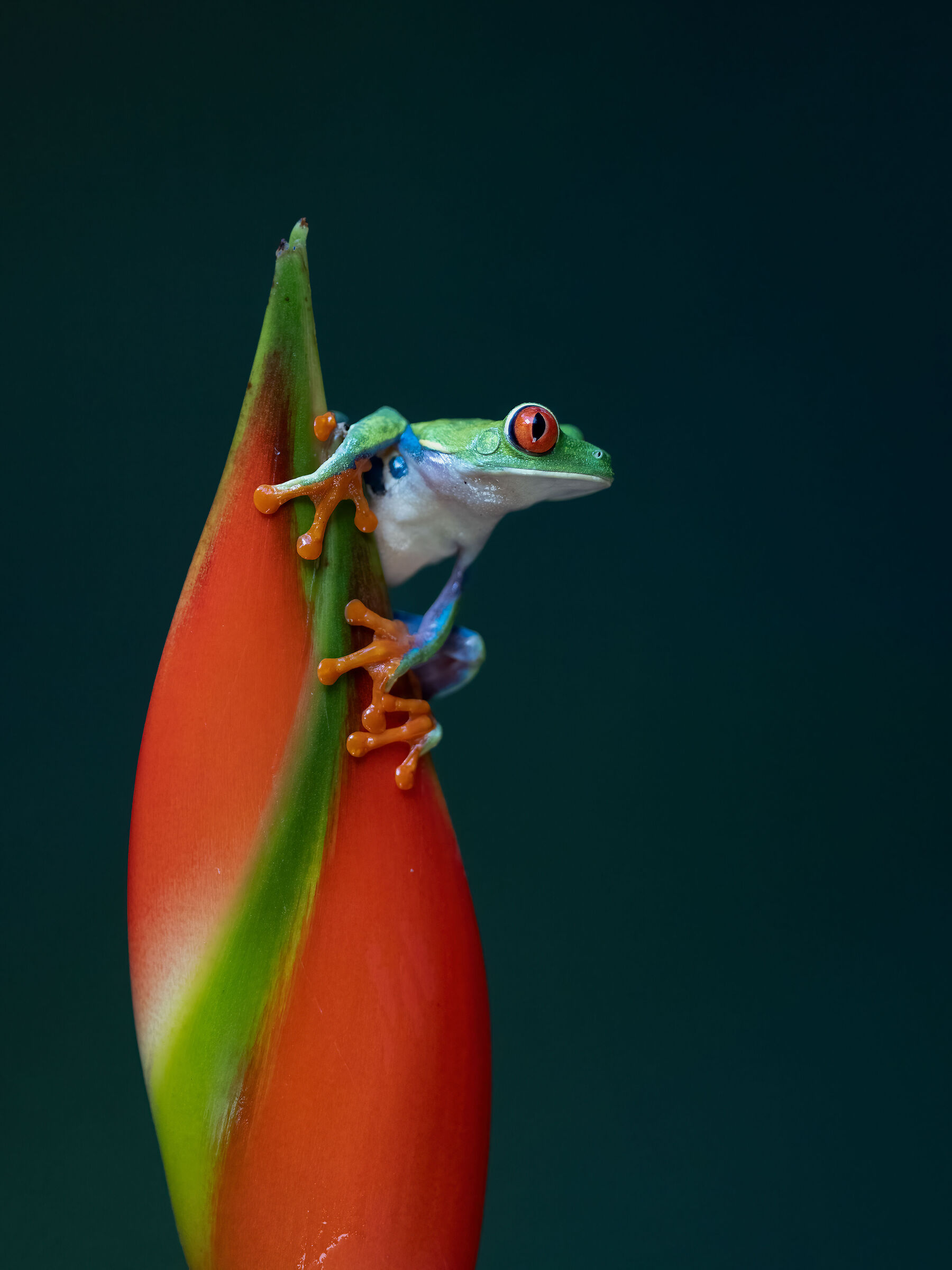 Red Eye Frog