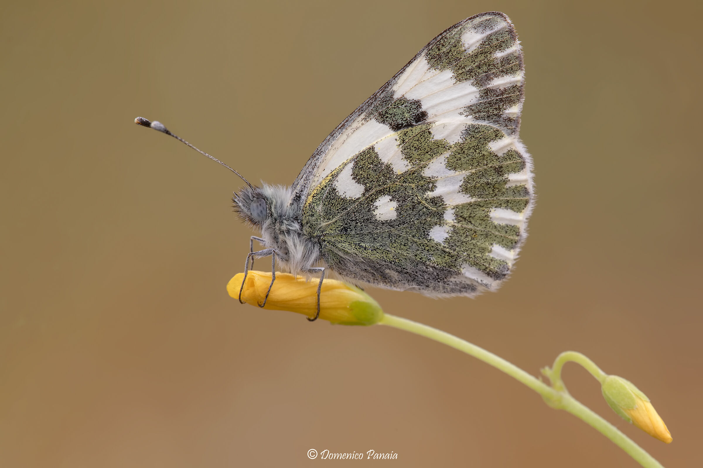 Pontia Edusa