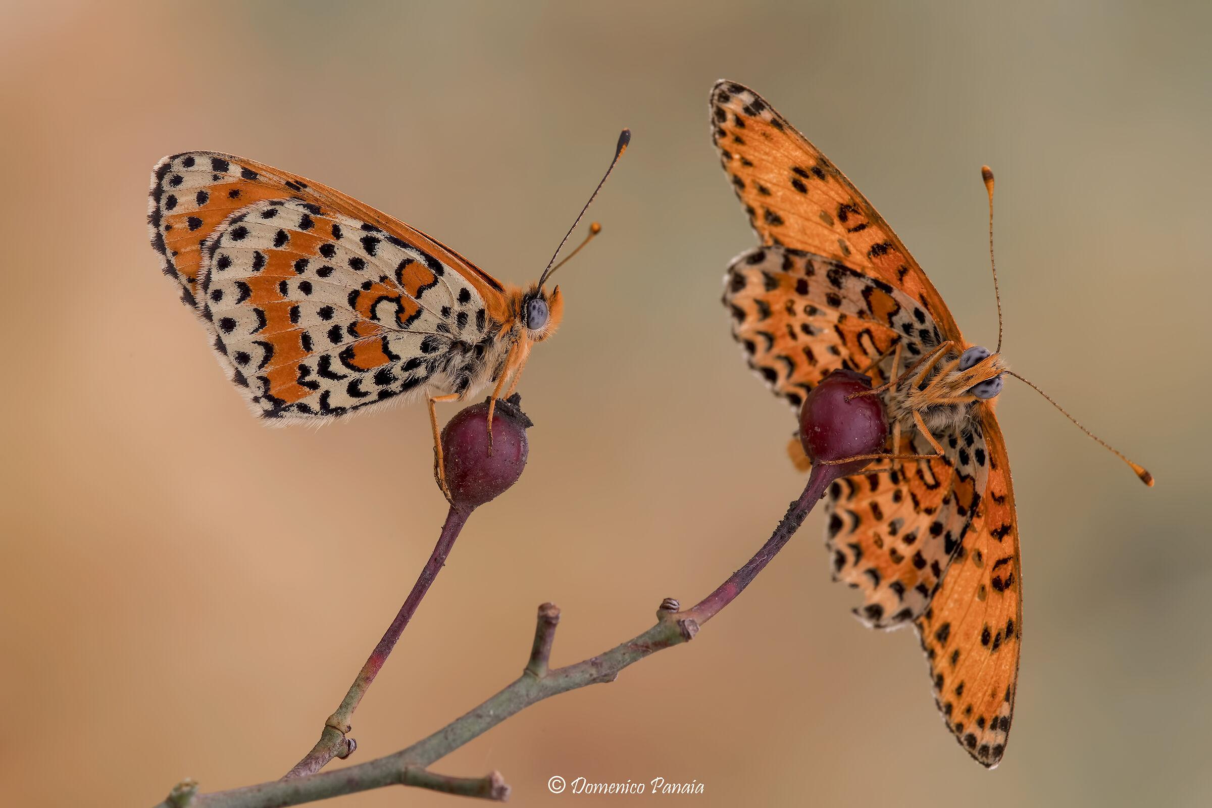 Melitaea Didyma