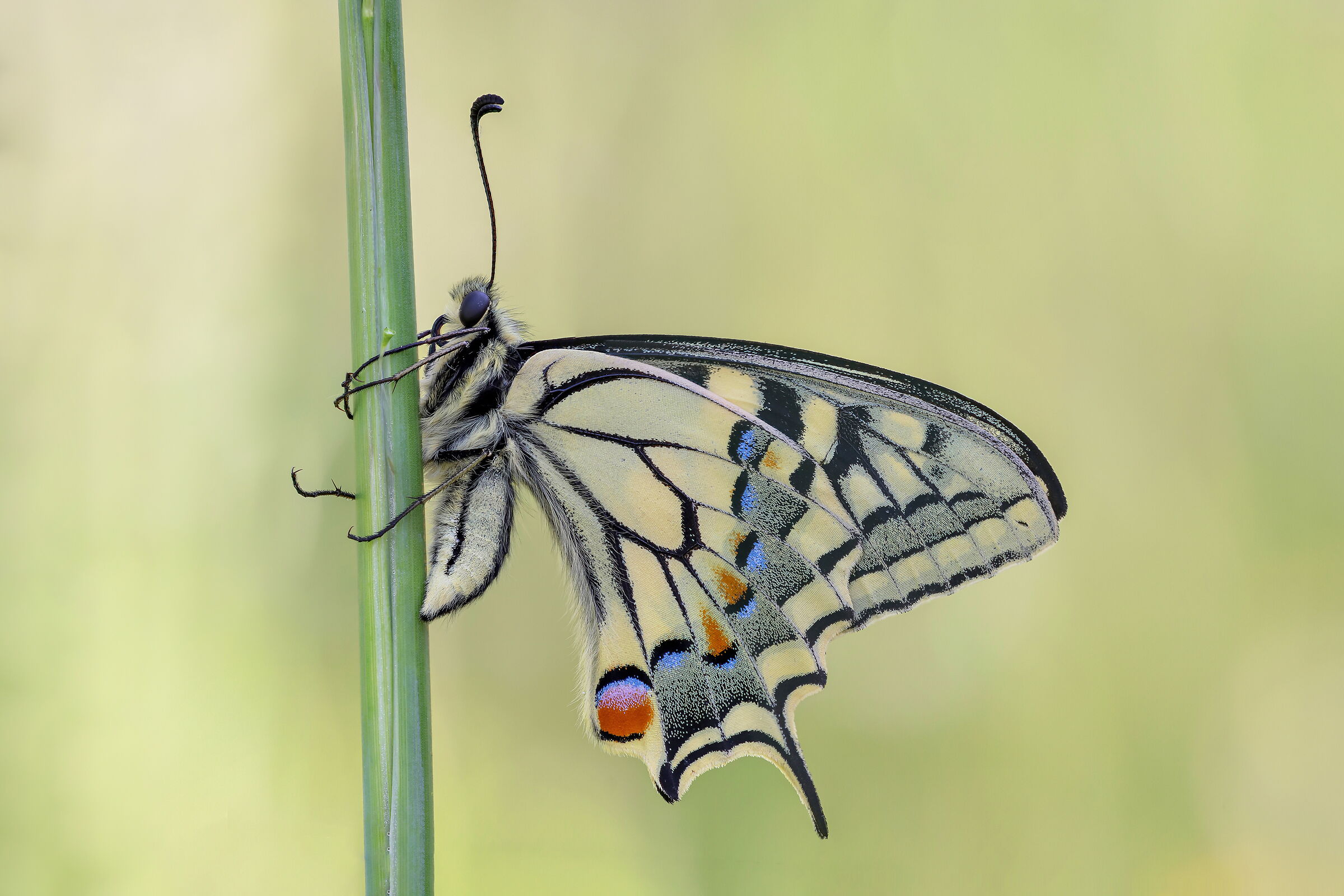 Papilio machaon