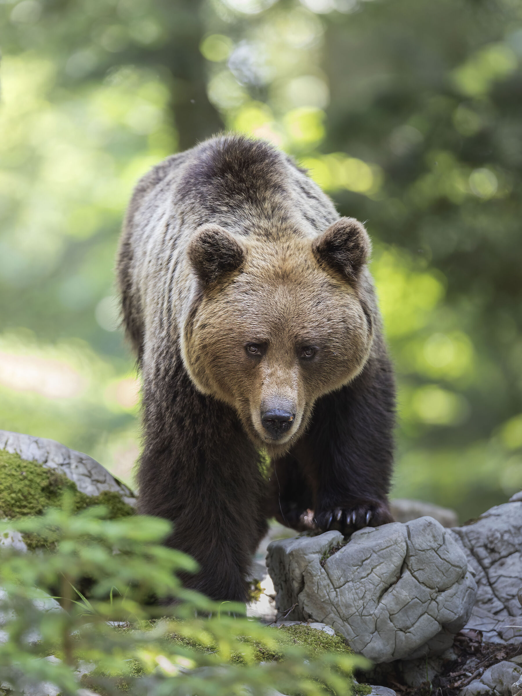 mum bear