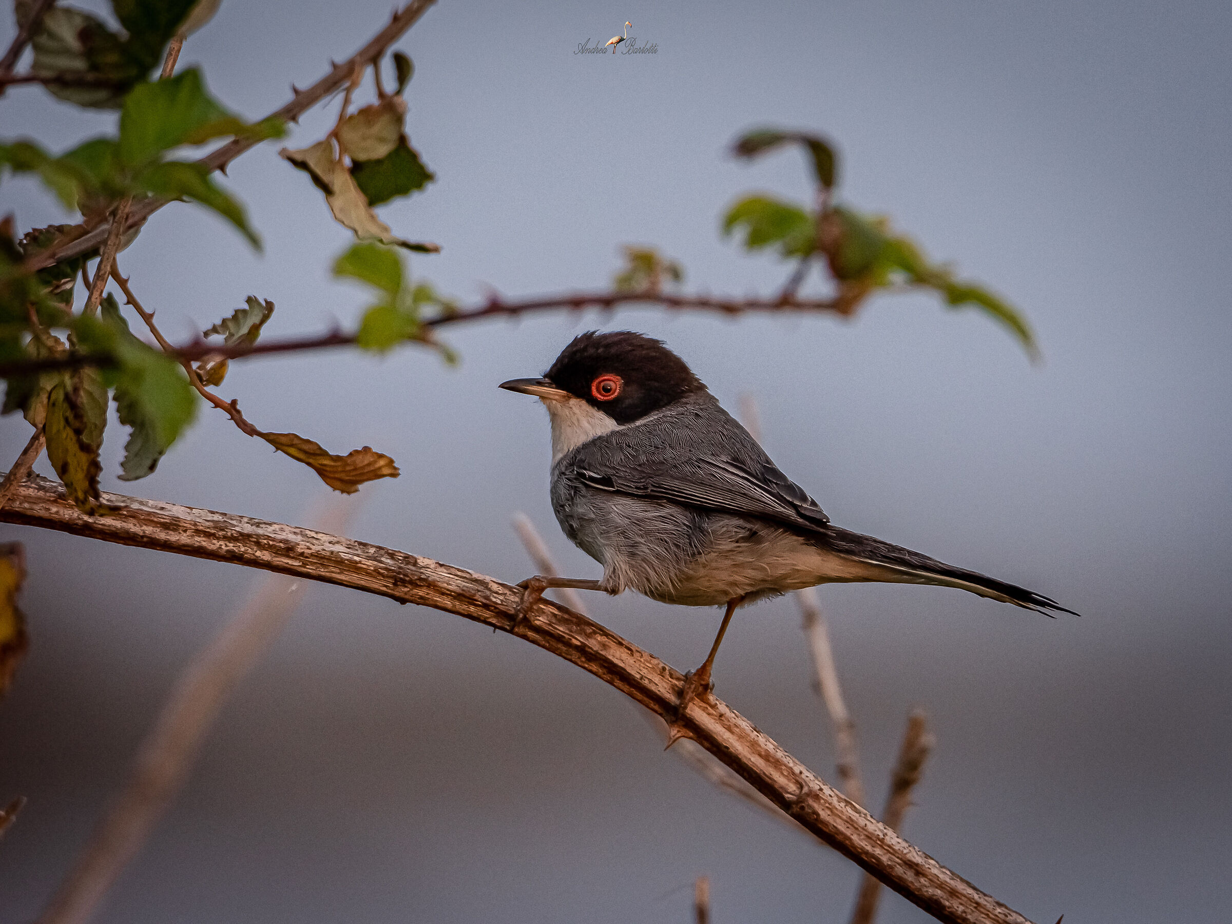 Sardinian warbler