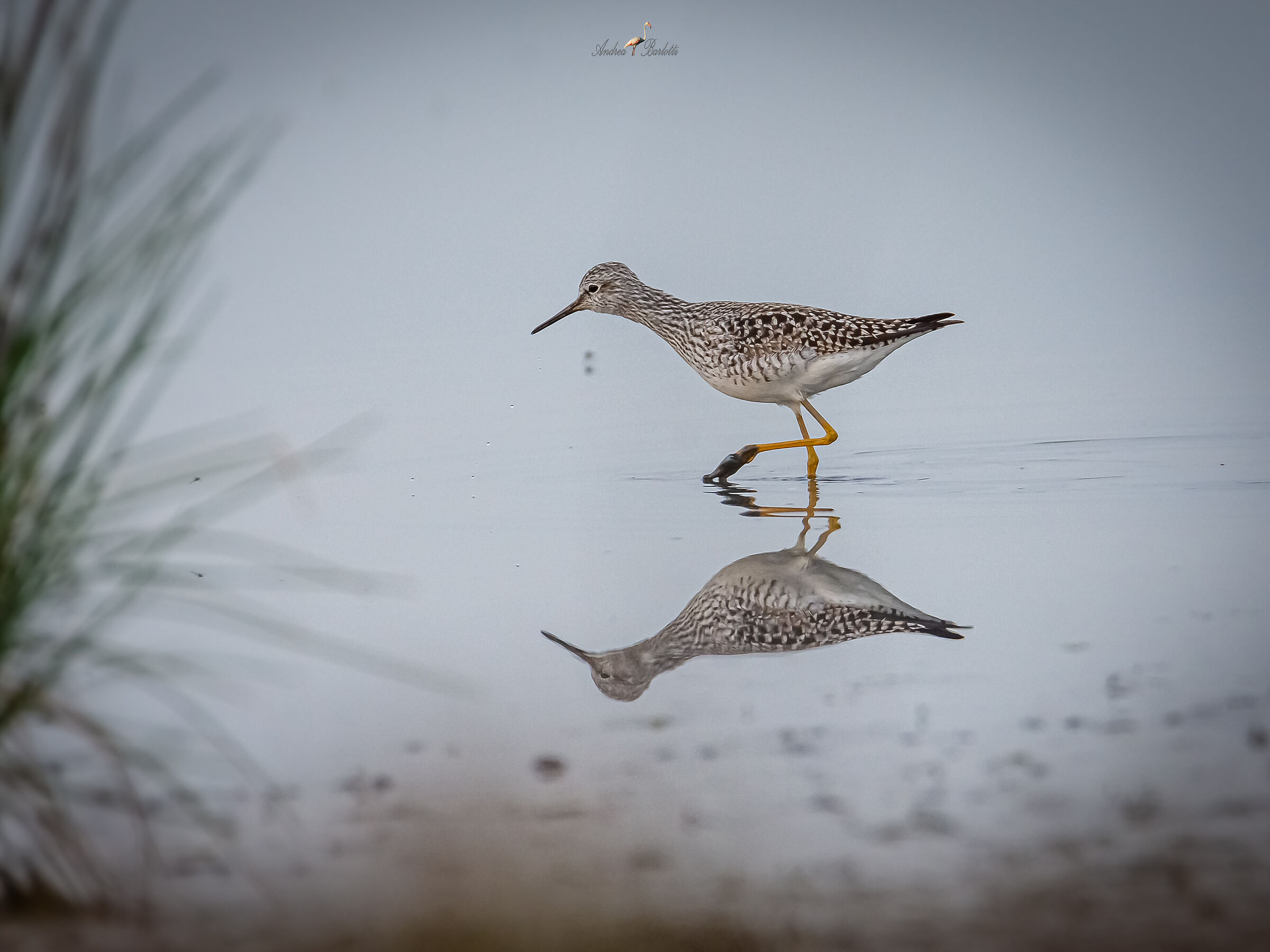 Lesser yellow-legged squid 2