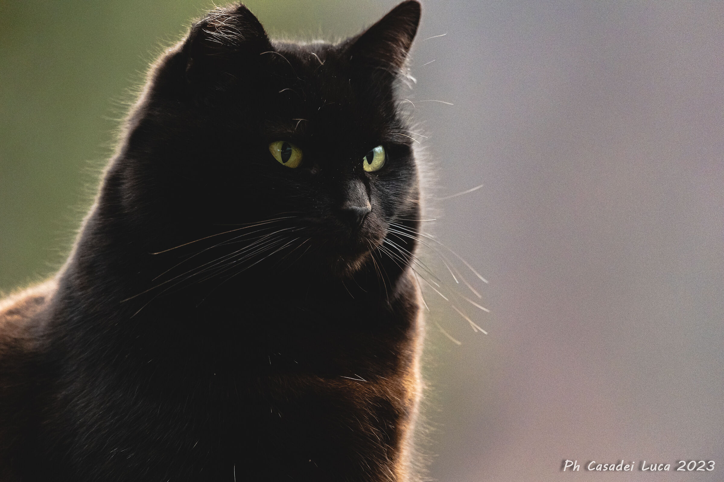 The cat