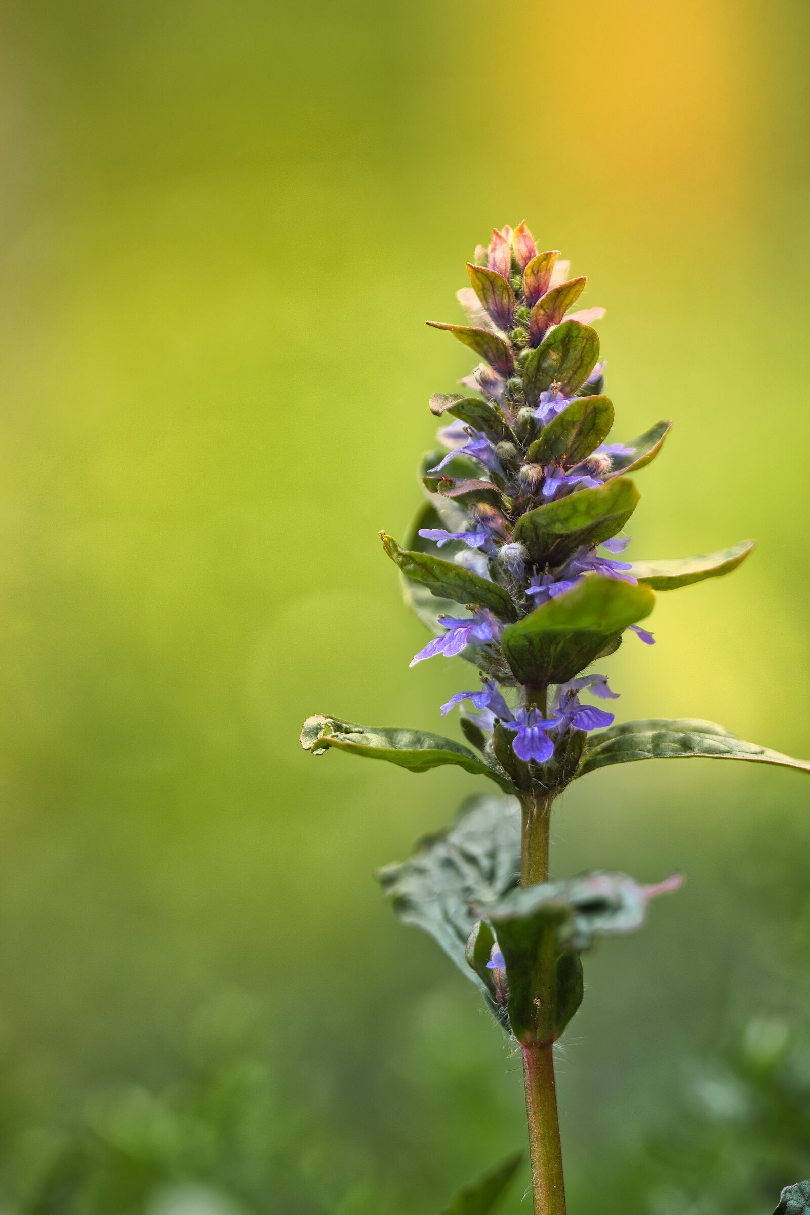 Pentax K70 ottica Irix 150 f2.8 macro