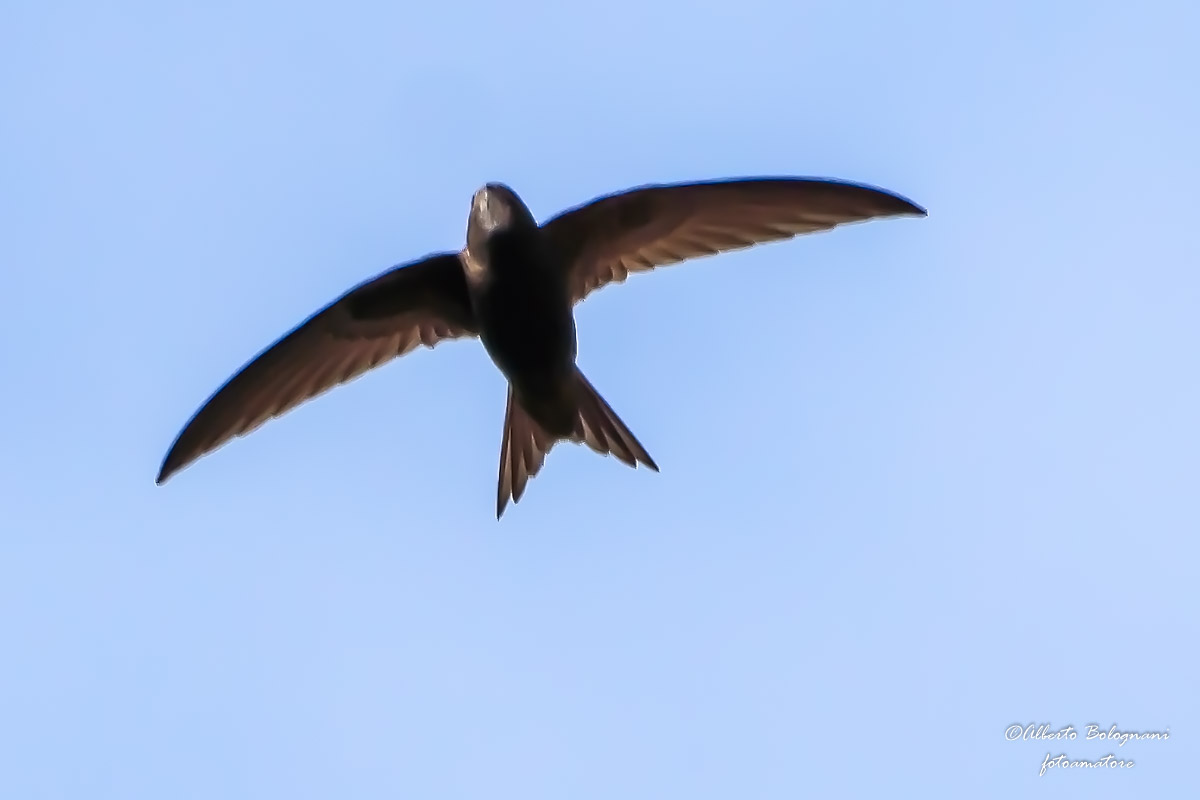 rondone eurasiatico (Apus apus Linnaeus,