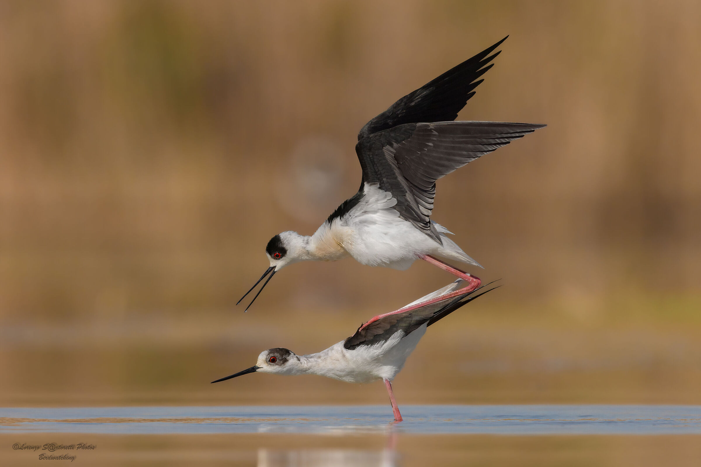 Pairing of knights of Italy