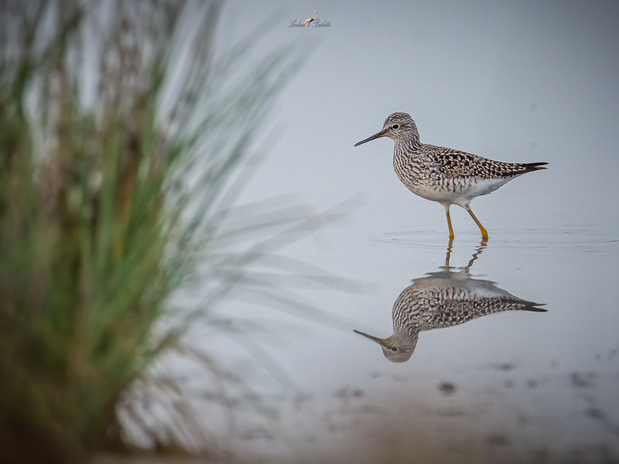 Yellow-legged squid 4