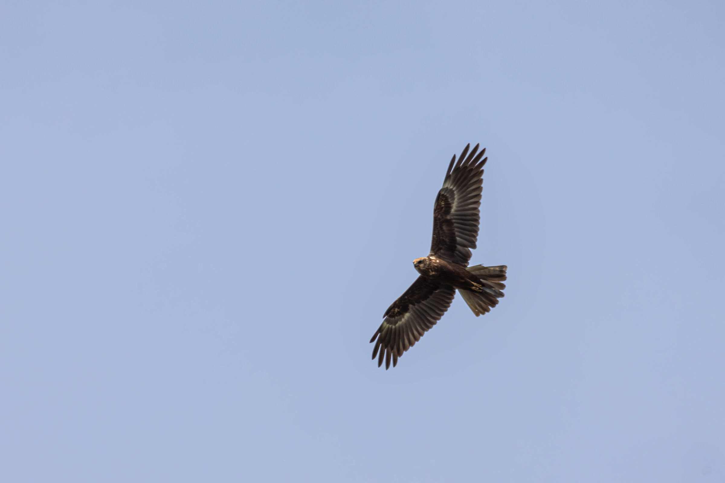 Marsh harrier