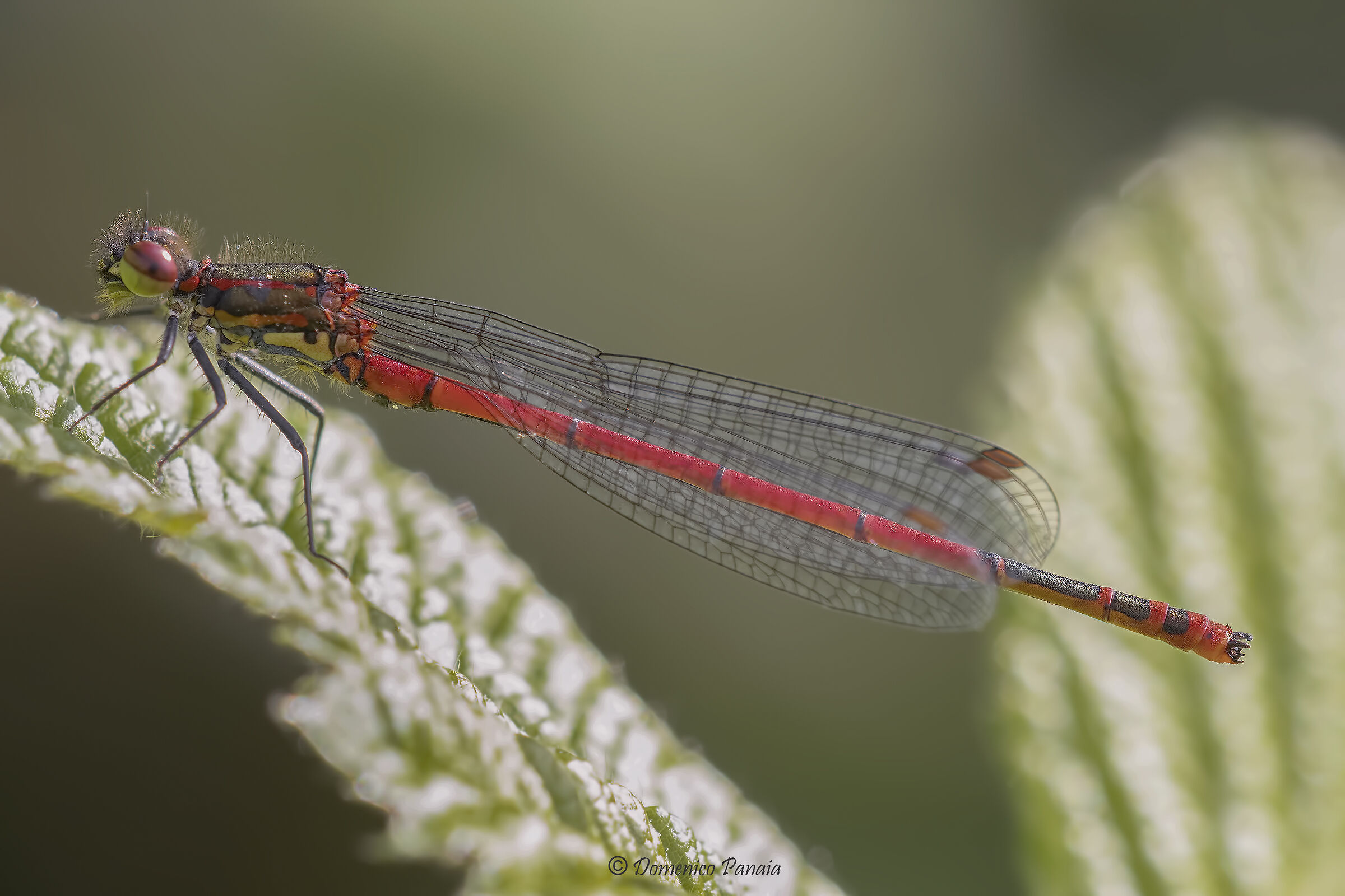 pyrrhosoma nymphula