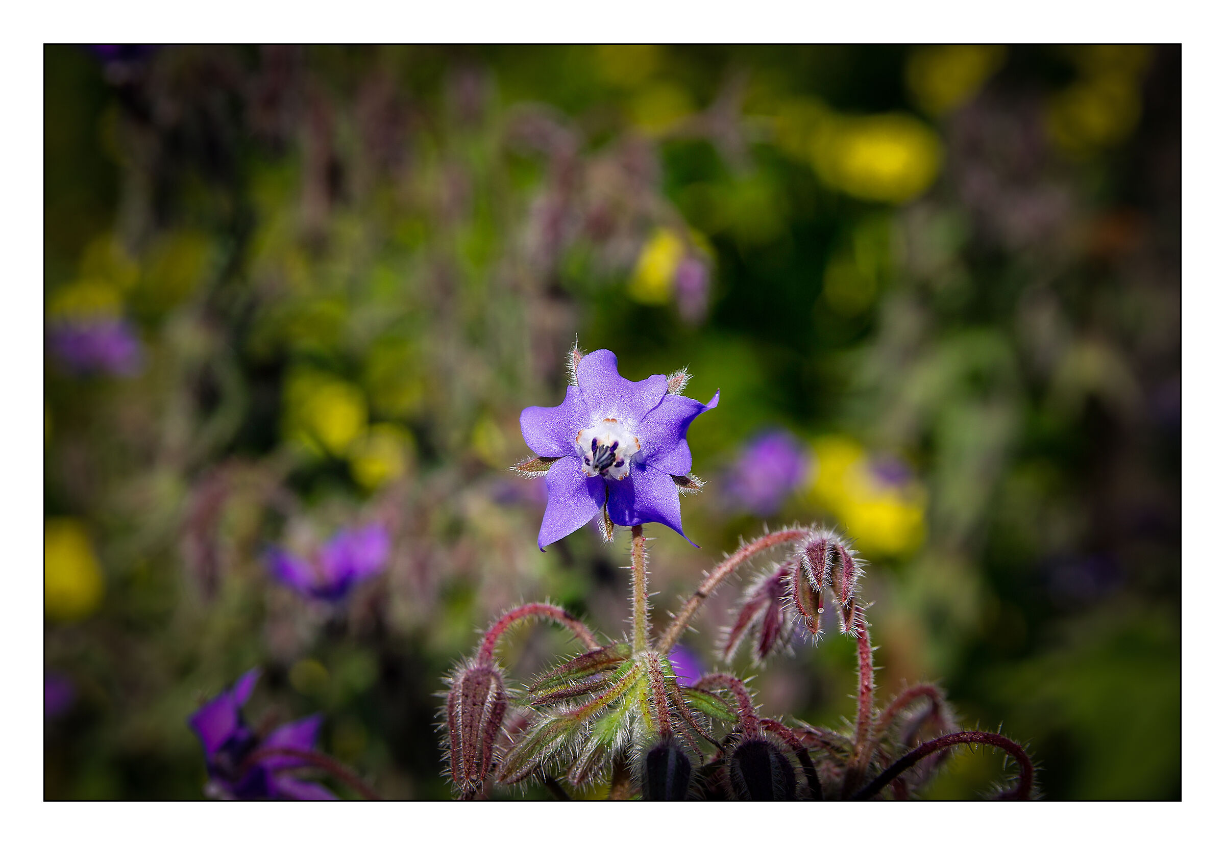 Borage (Borgo officinalis)