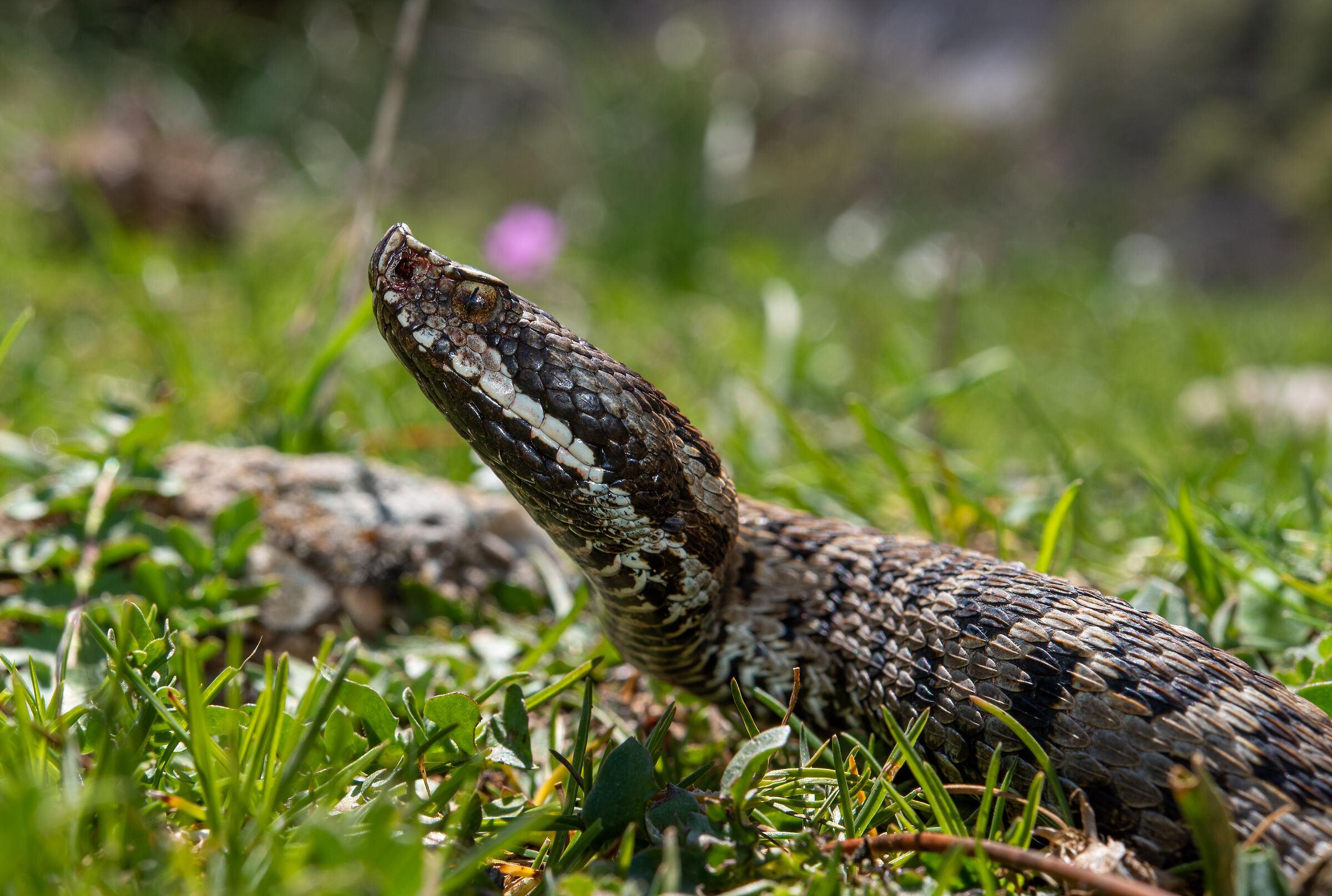 The rare Viper aspis hugyi